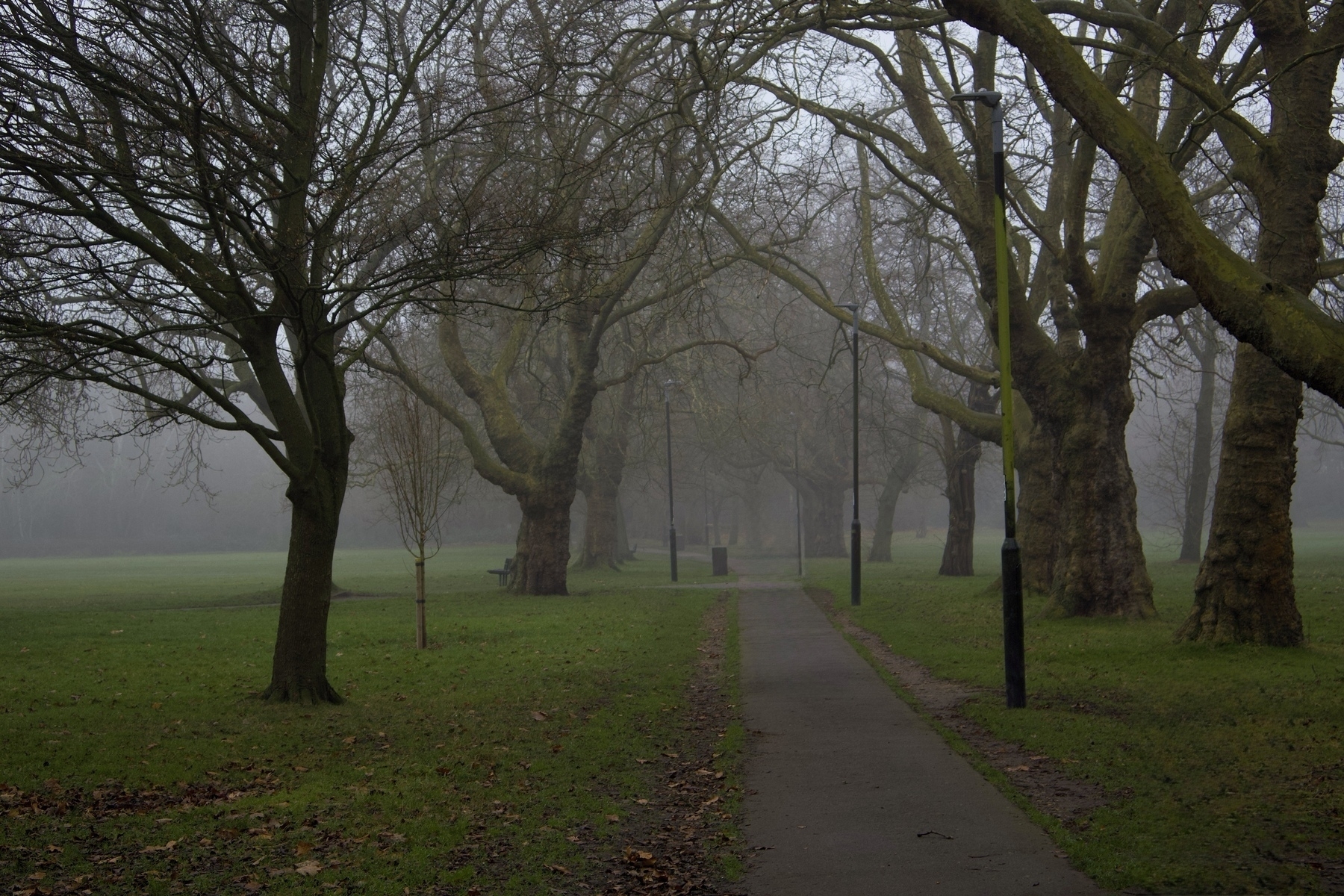 A foggy park scene with a pathway lined by bare trees.