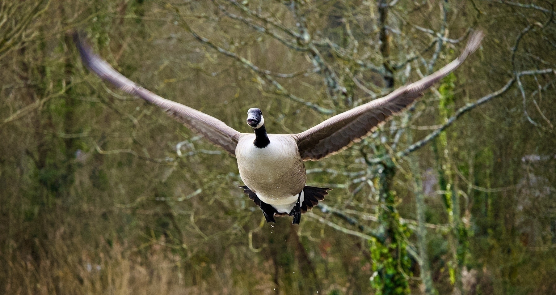 A Canada goose is flying with its wings outstretched against a backdrop of trees.