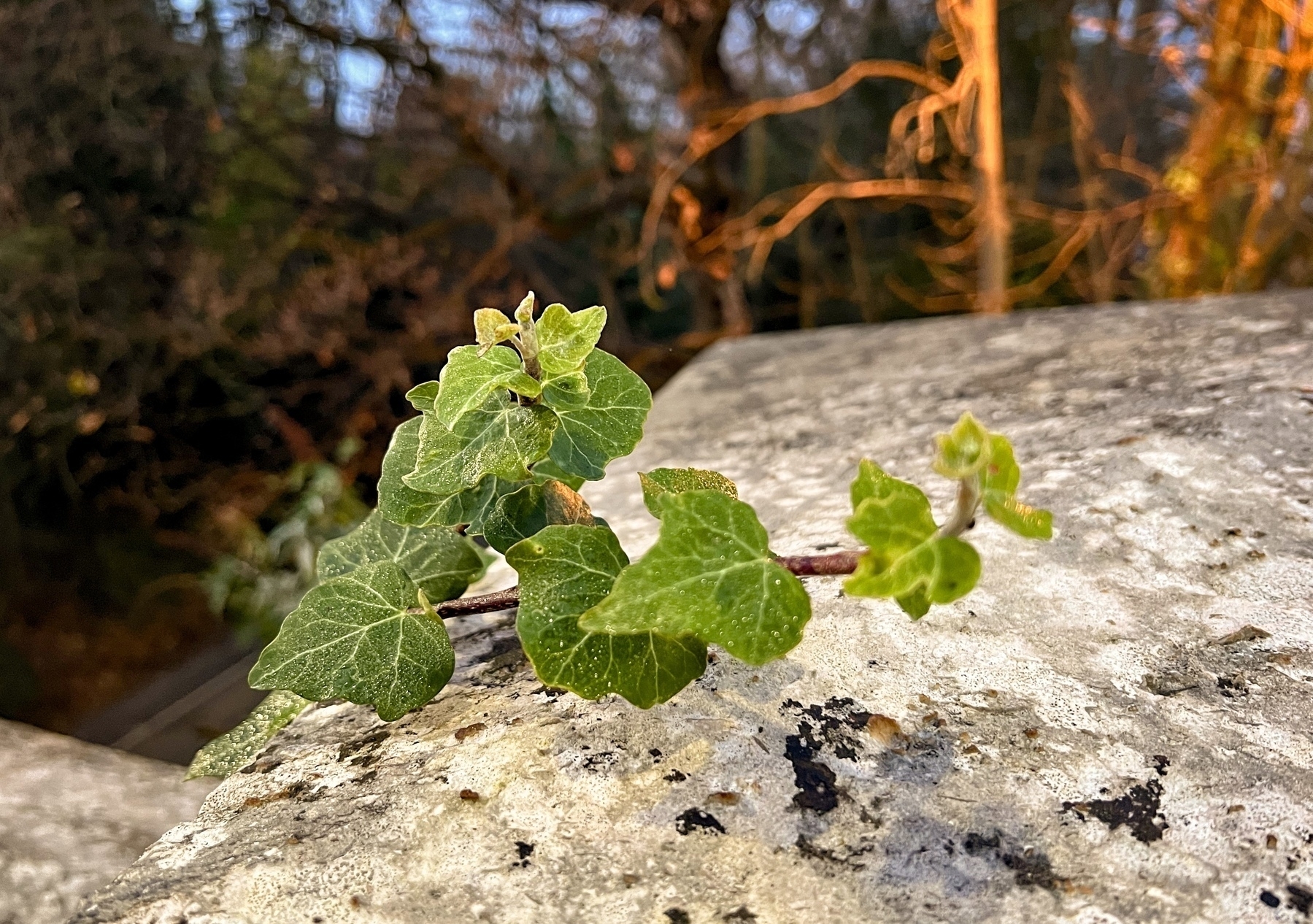 A vine with green leaves grows on a textured stone surface, set against a blurred background of trees, at Hassocks station.