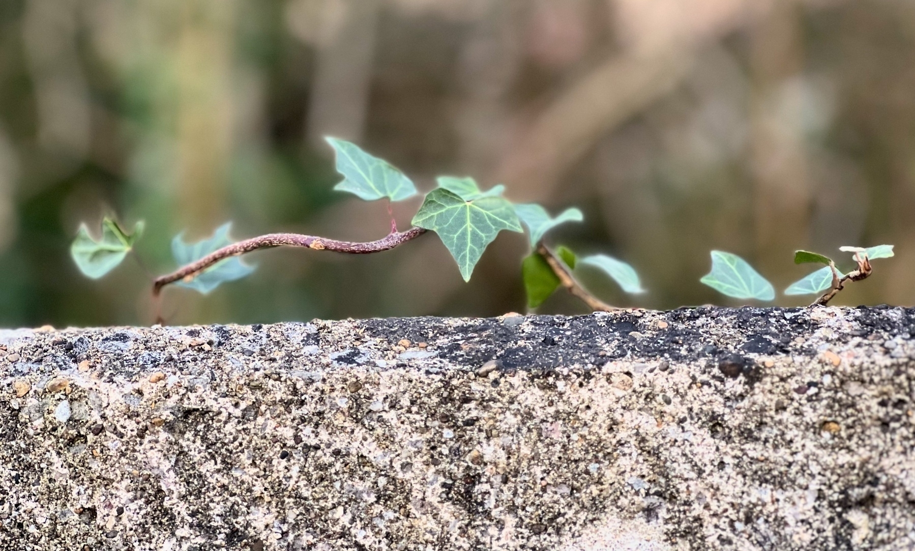 A small ivy with green leaves grows over a rough, textured wall surface.