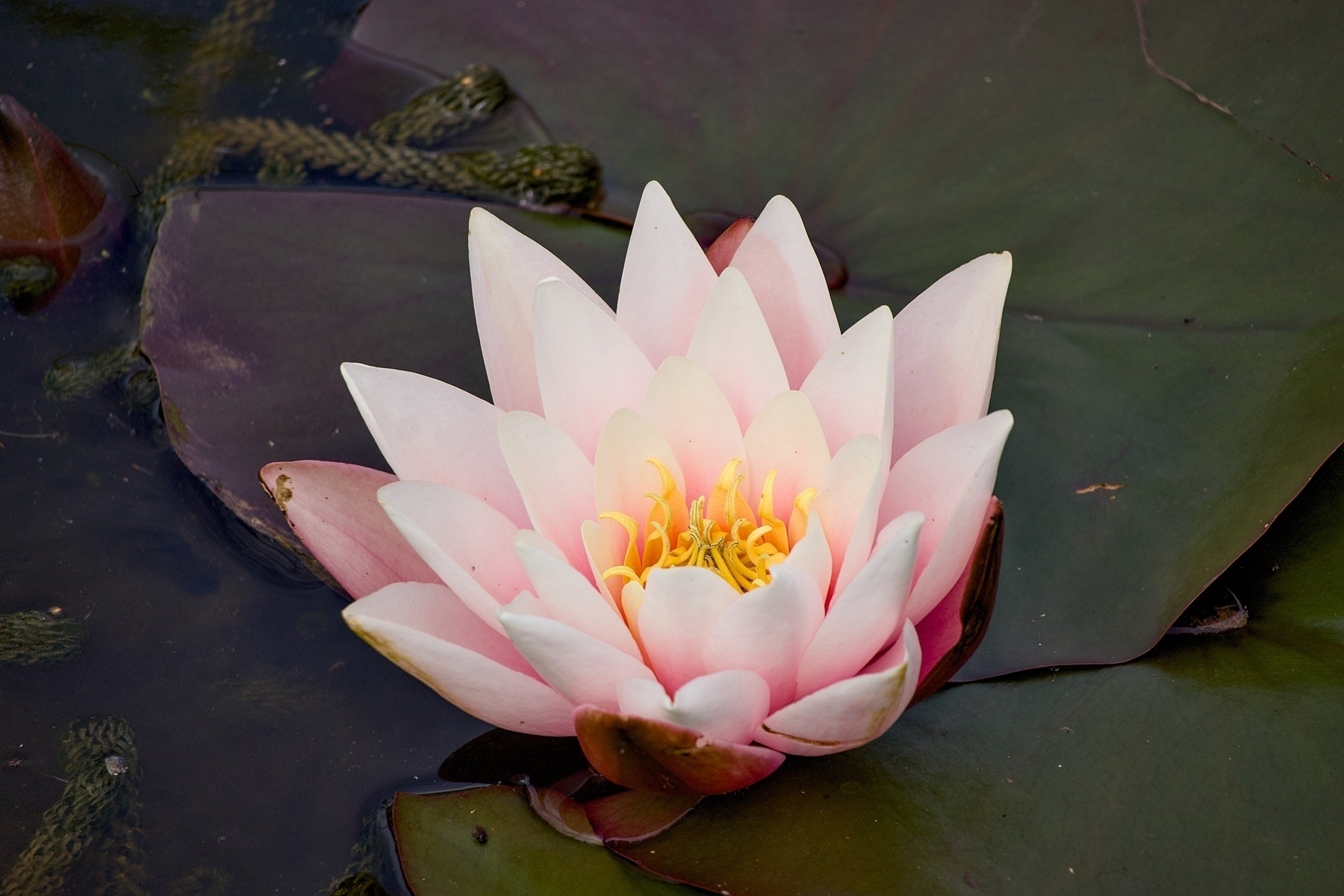 A delicate pink water lily blooms on the surface of a pond surrounded by green lily pads.