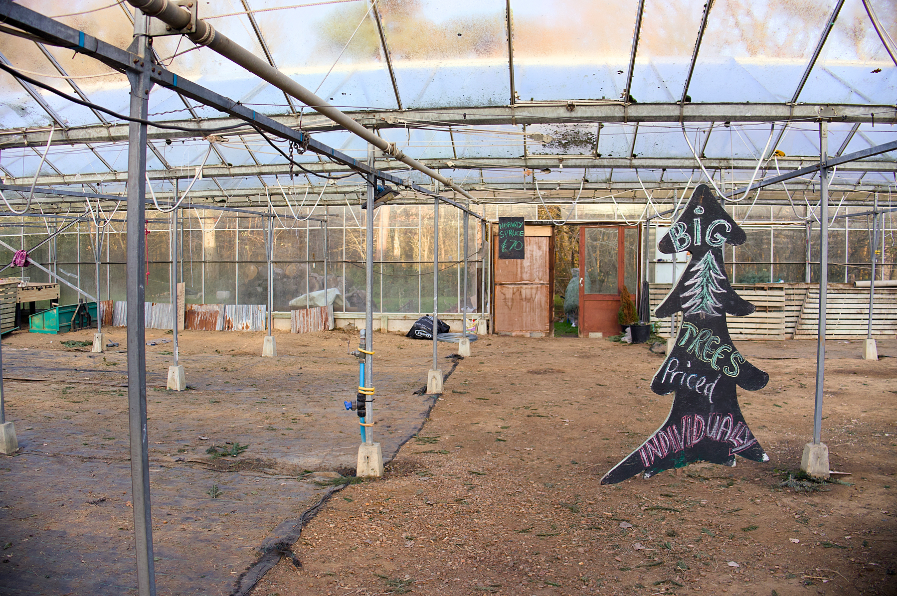 A greenhouse with a dirt floor and a chalkboard sign shaped like a Christmas tree bearing the words “Big Trees Priced Individually” is shown.