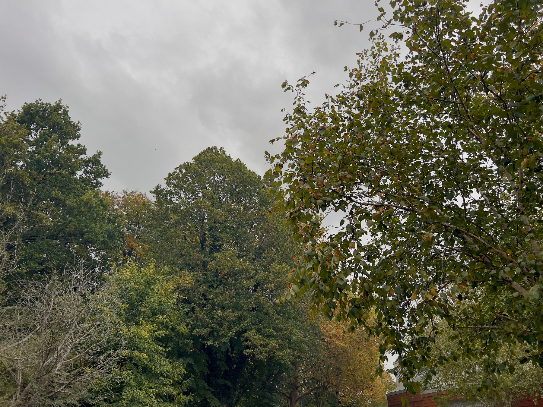 A cloudy sky looms over a landscape filled with trees, some showing hints of autumn foliage.
