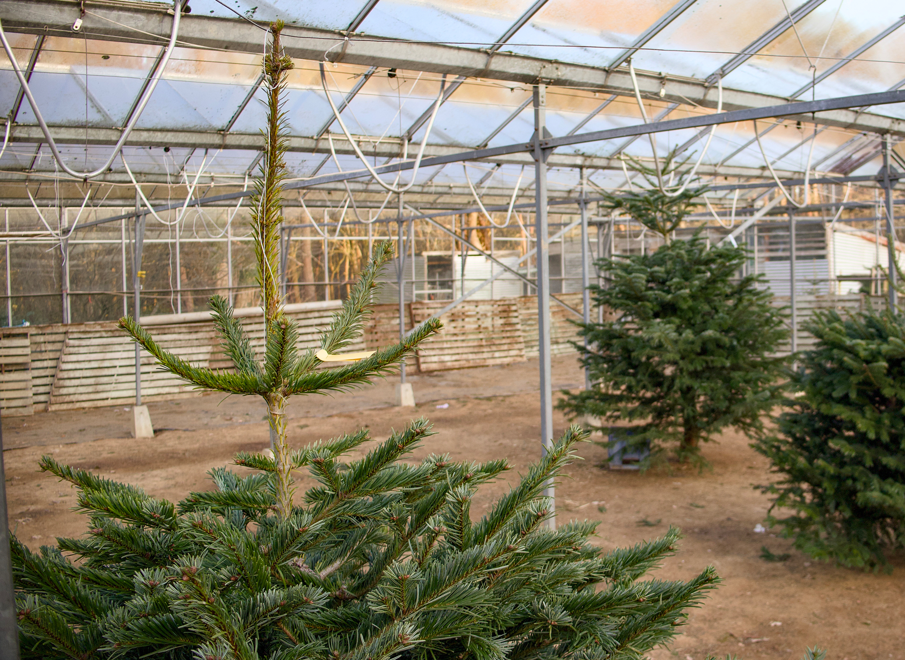 A greenhouse contains several young Christmas trees with a dirt floor and a transparent roof.