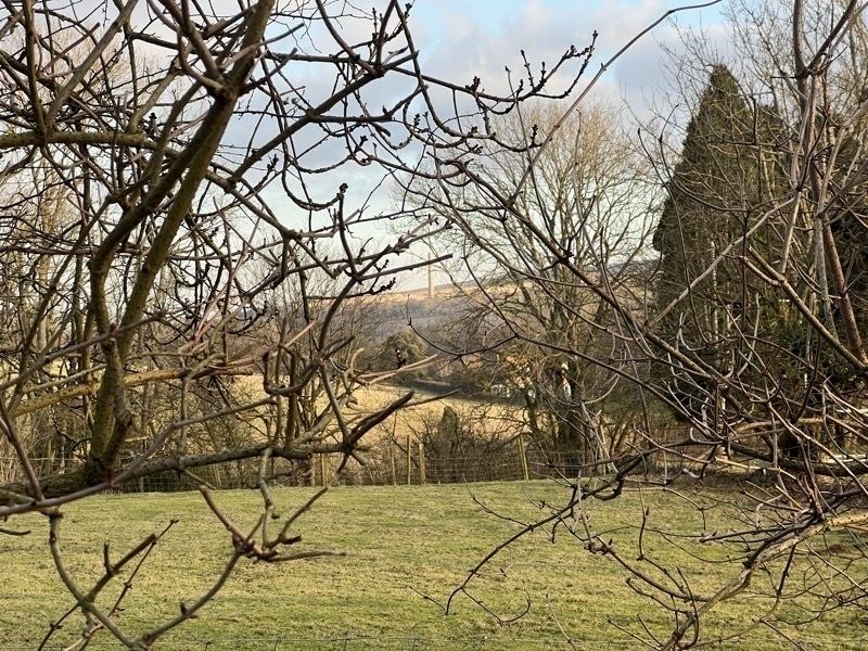  Bare tree branches frame a pastoral landscape with grass, distant trees, and hills under a cloudy sky.