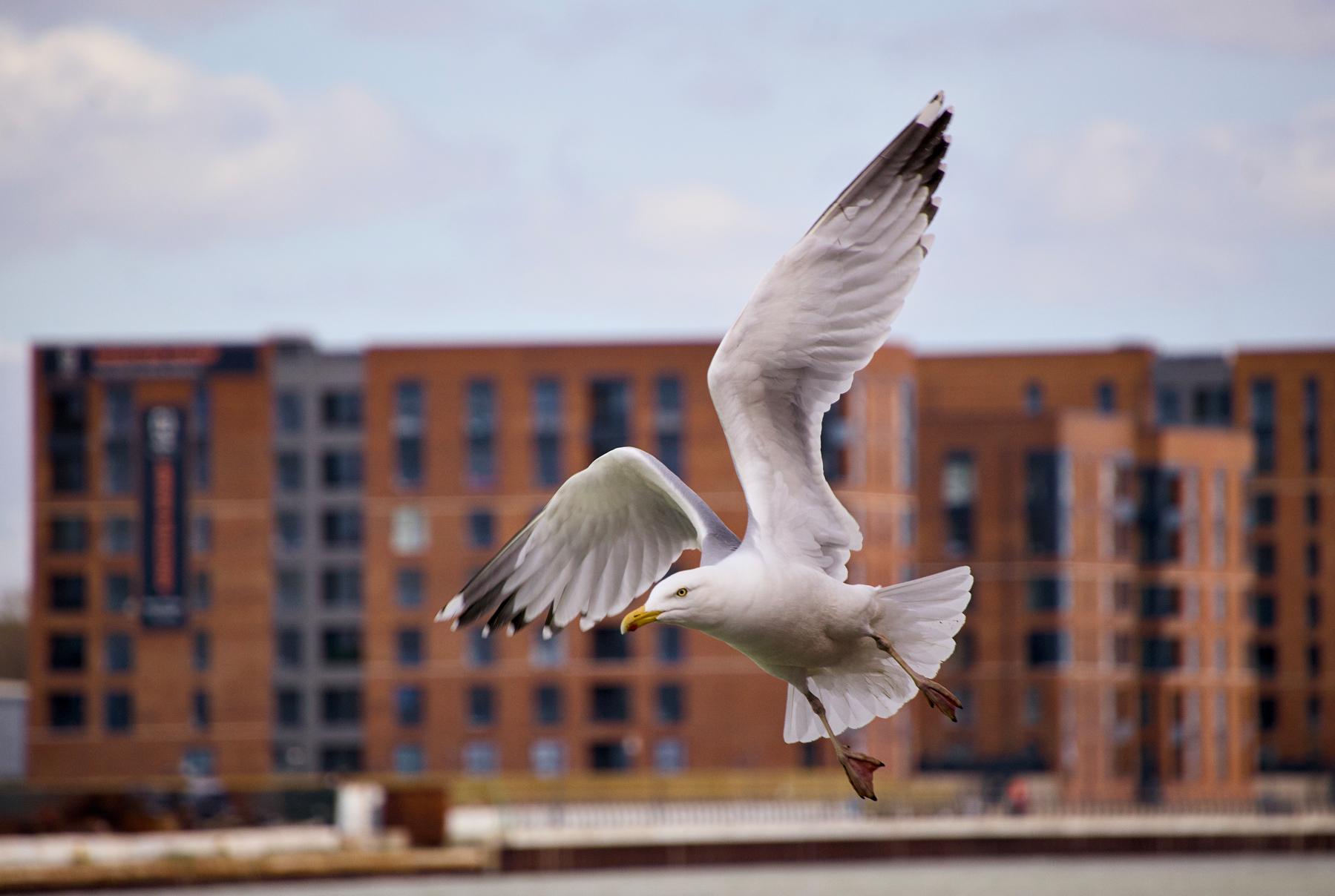 A seagull is flying near a waterfront with modern brick buildings in the background.