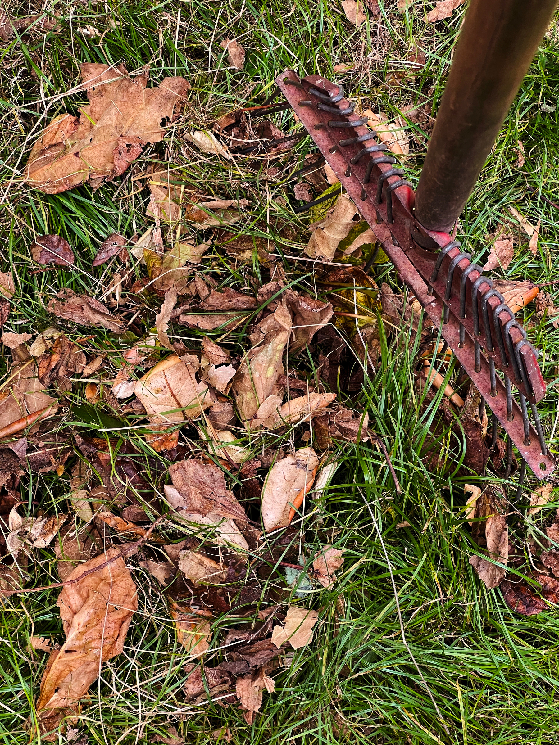 A rusty garden rake is positioned on grass with scattered dry autumn leaves.