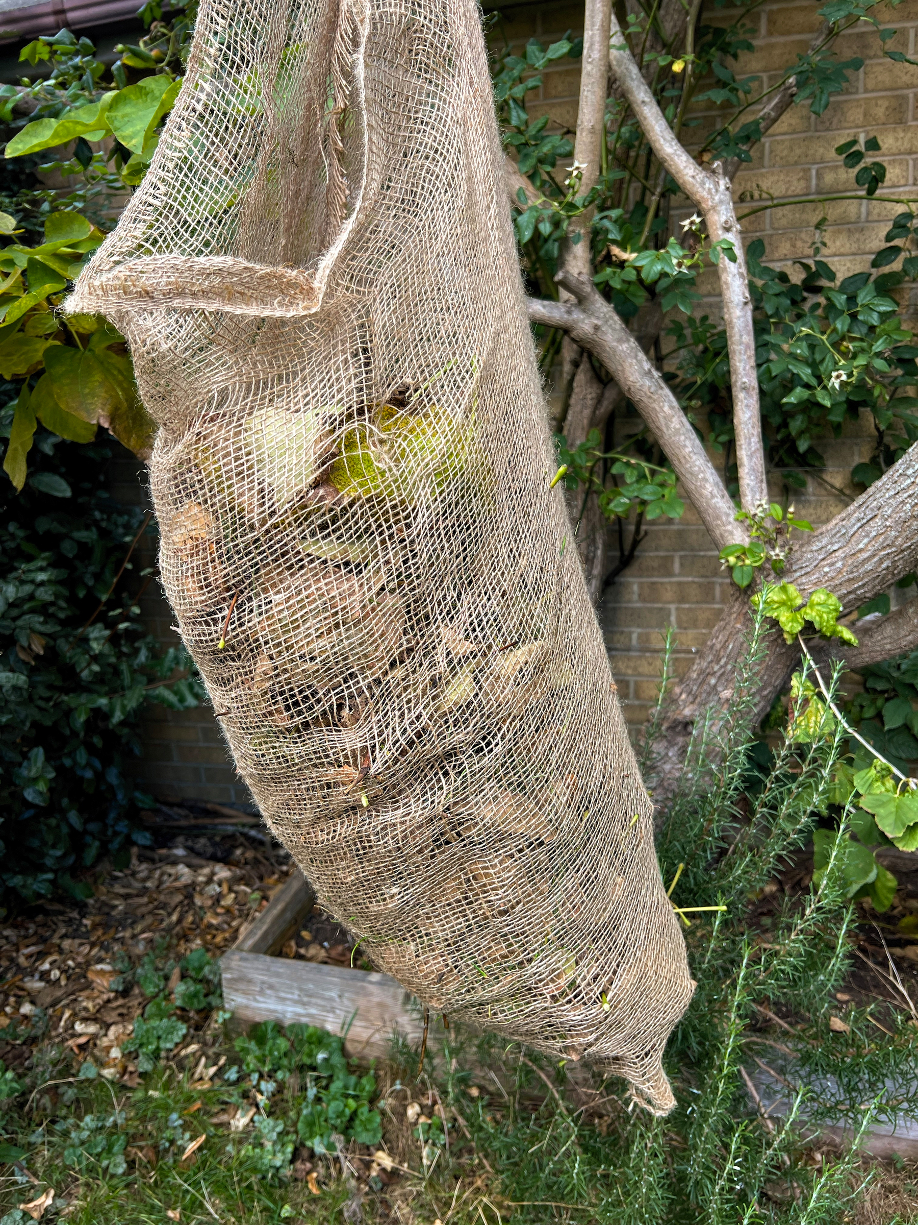 A jute sack filled with fallen leaves is hanging from a tree branch in a garden.