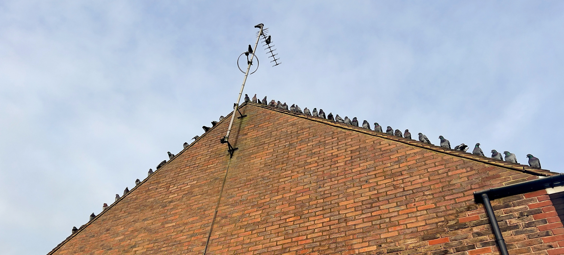A group of pigeons is perched along the roofline of a brick building with a television antenna on top.
