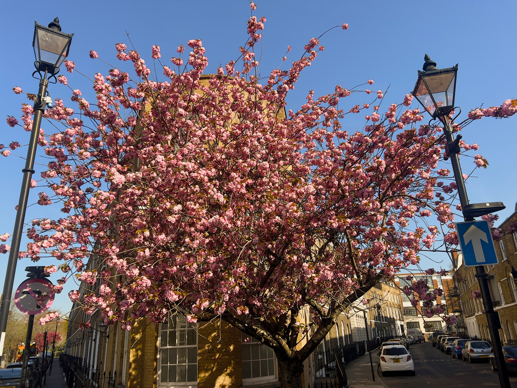 A vibrant cherry blossom tree in full bloom is situated between two street lamps against a clear blue sky.