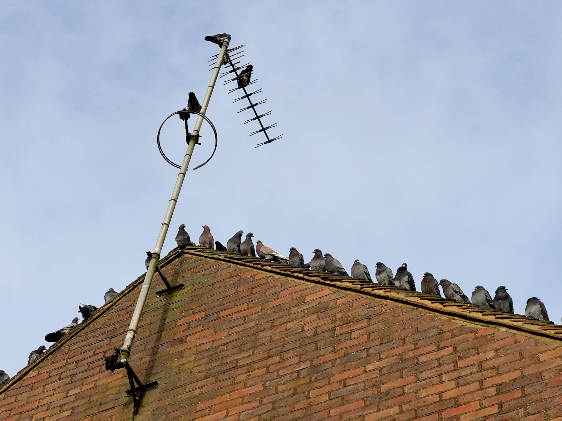 A group of pigeons is perched on the rooftop of a brick building, as well as on a TV antenna.