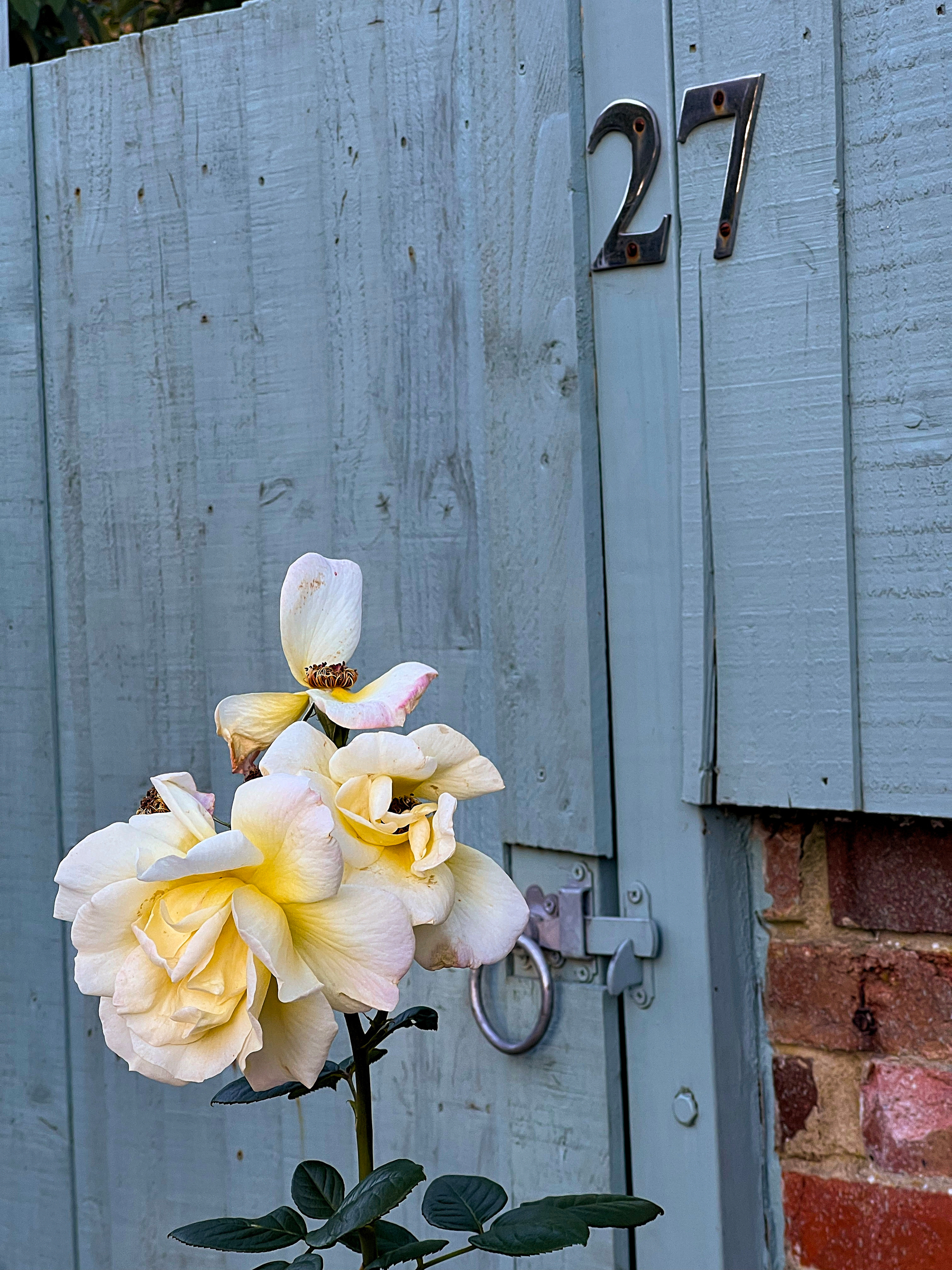A cluster of pale yellow roses blooms in front of a light blue wooden gate marked with the number 27.