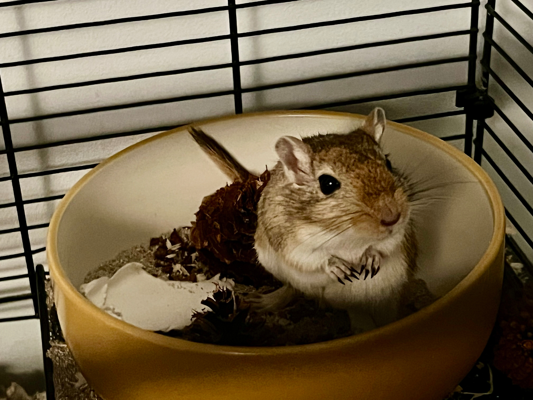 A gerbil sits inside a yellow circular dish in a cage, surrounded by bedding and scraps.