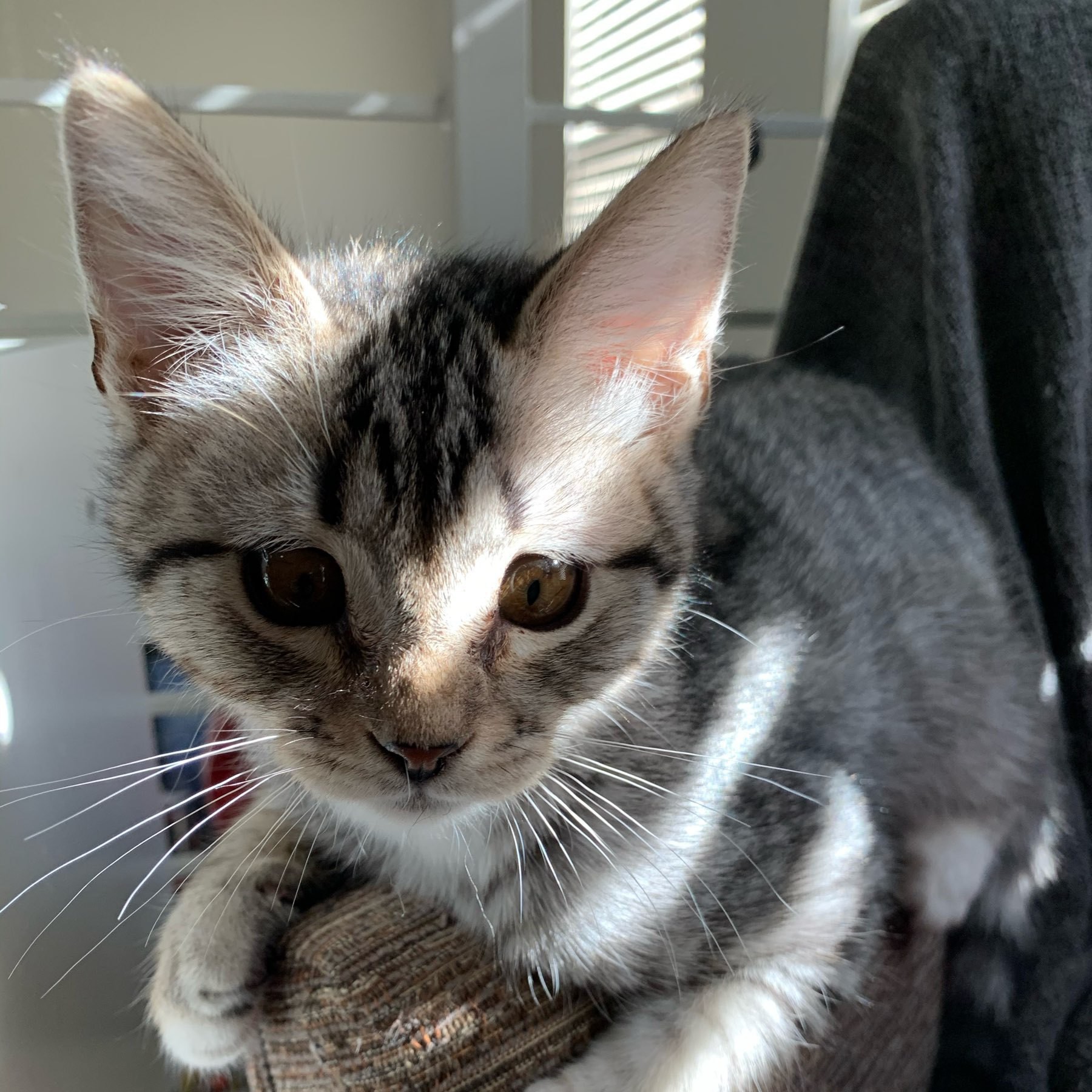 A grey, striped tabby kitten straddle the arm of an uphostered chair. 