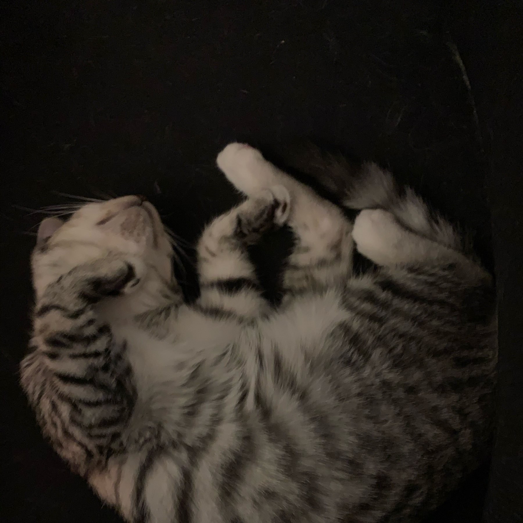 grey tabby kitten sleeping on thier back, paws shamelessly splayed in the air