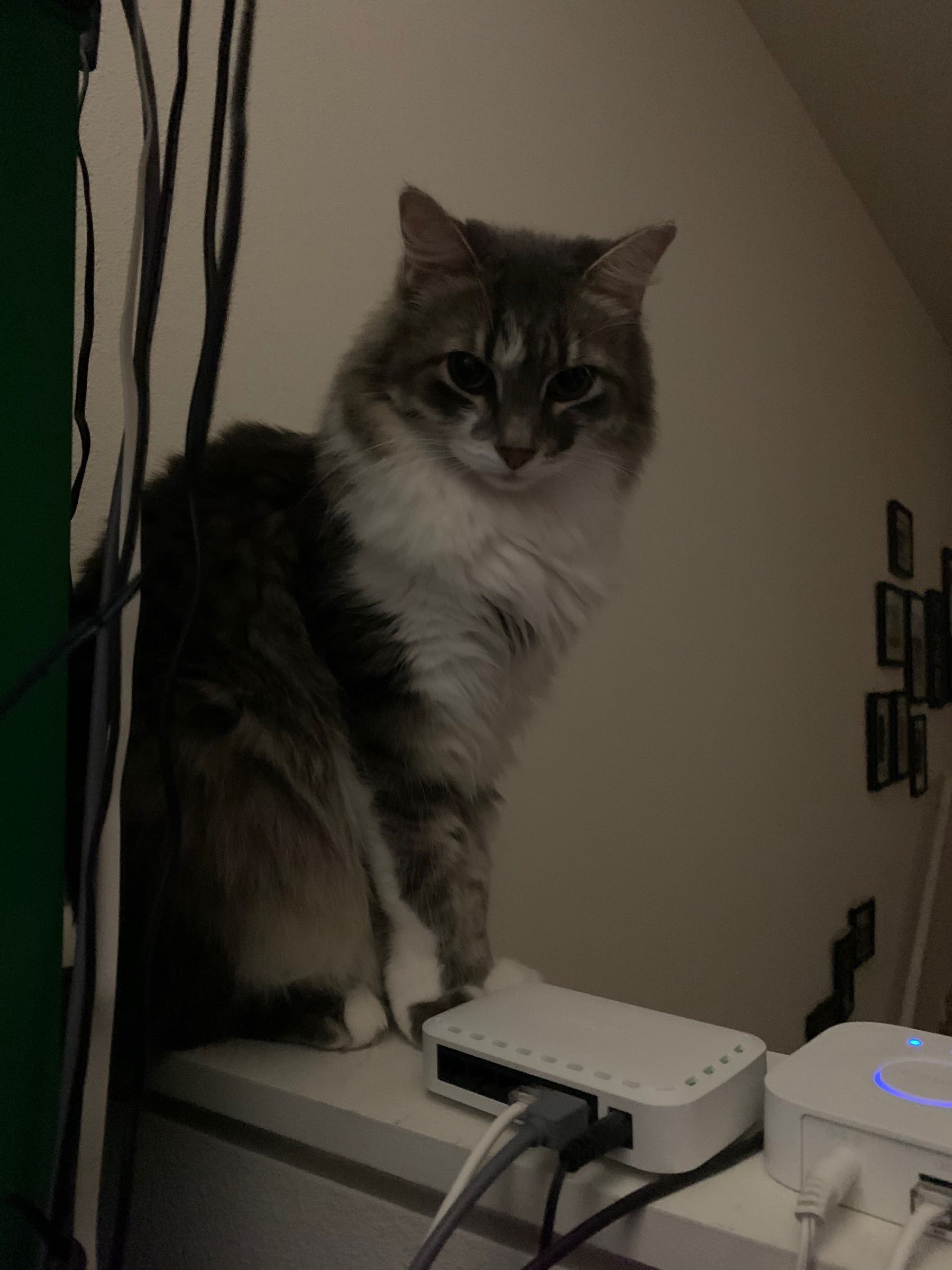 Large grey and white medium haired cat sitting on railing, surrounded by cabling