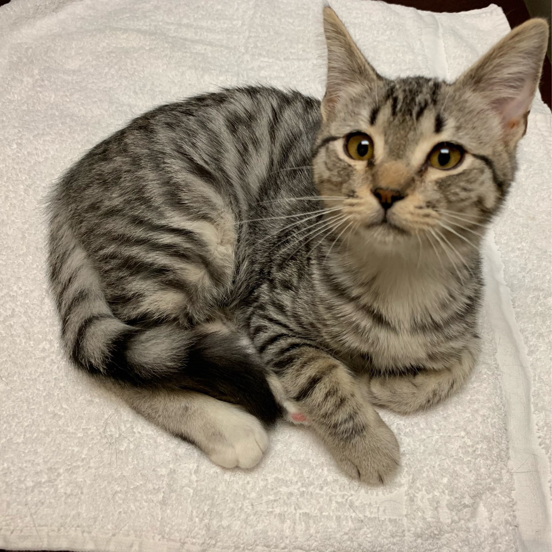 grey tabby kitten resting on a white towel