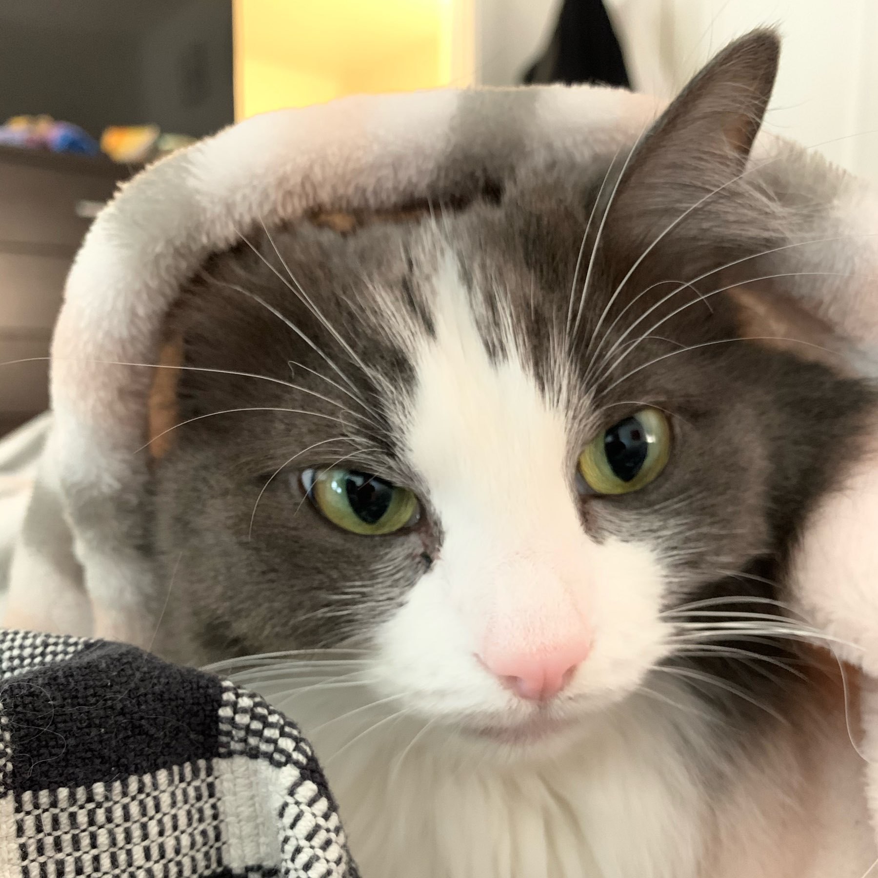 The head of a grey and white medium haired cat looks out from a nest of blankets