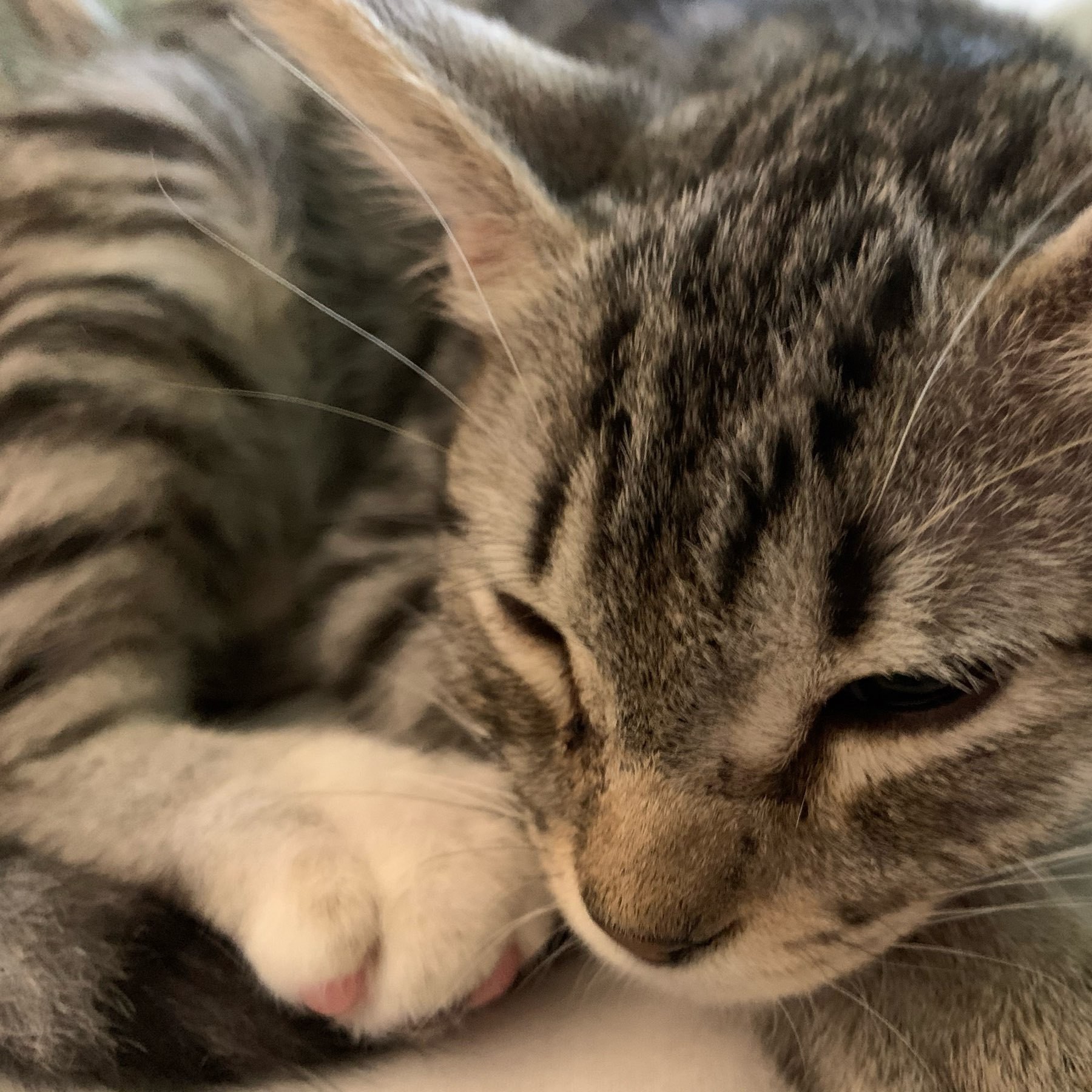 close up of a grey and black tabby kitten with big ears