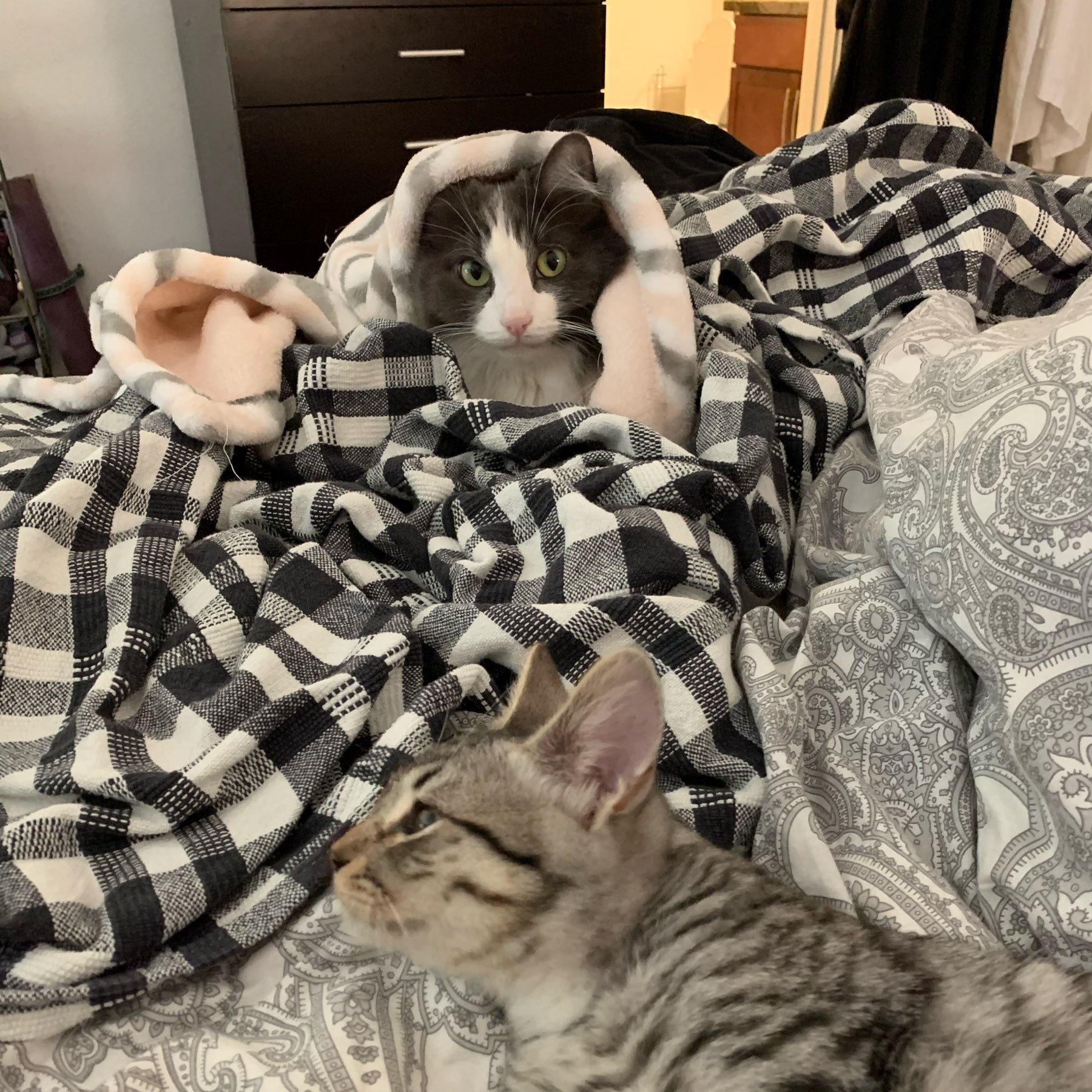 A grey and white cat under blankets in background glares at grey and black tabby grooming in foreground