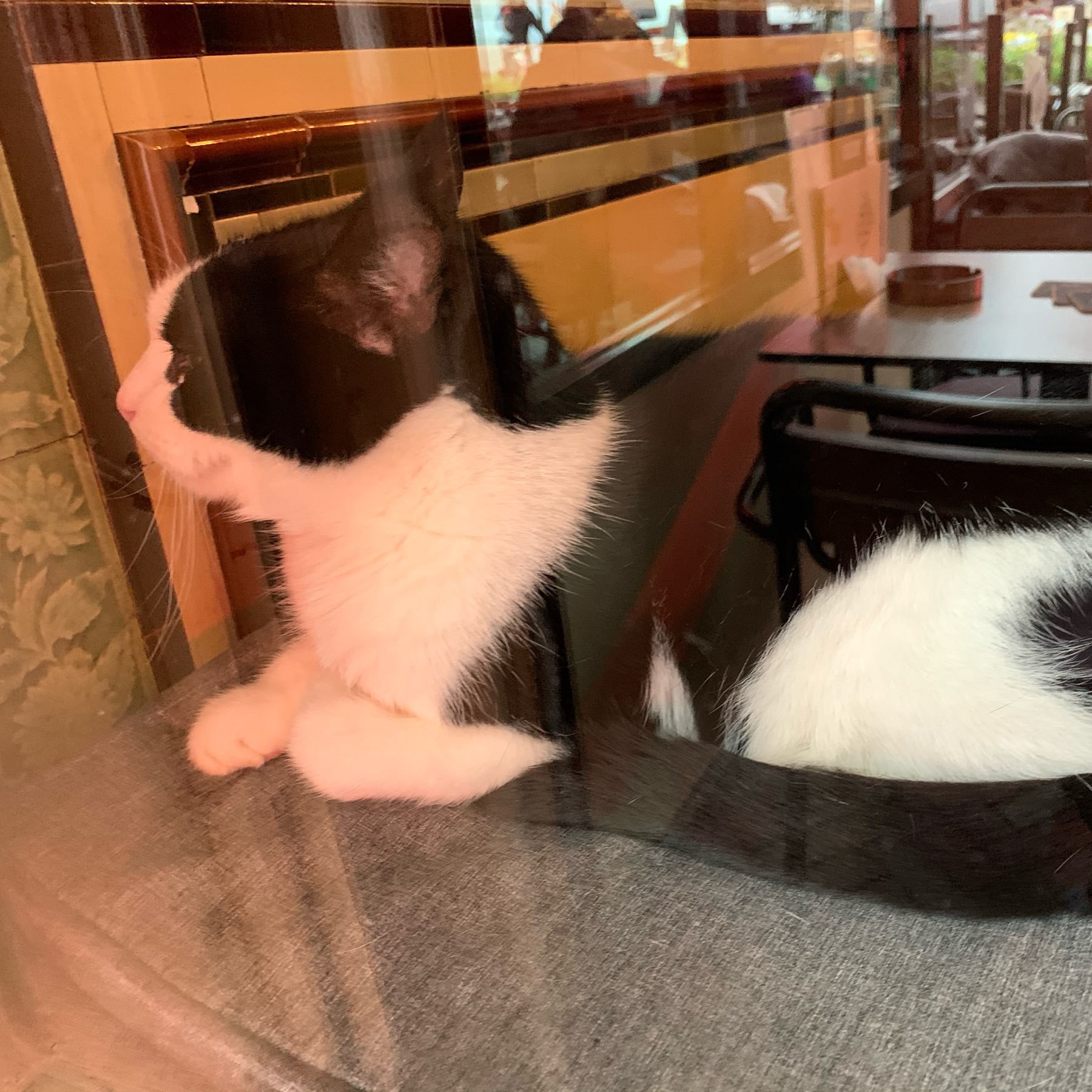 a black and white cat holding court in the window of a cafe