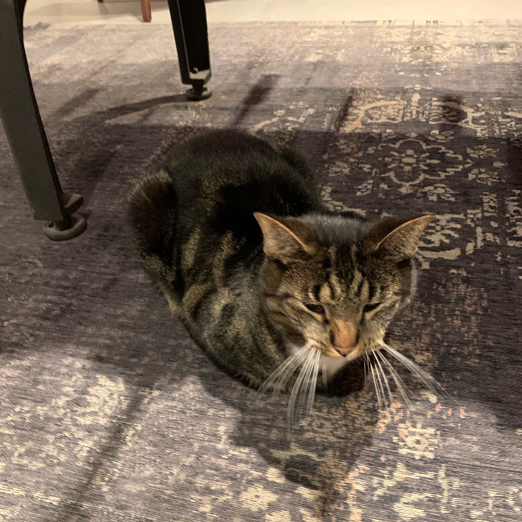 chonky cocoa swirl cat resting on a rug under a carpet