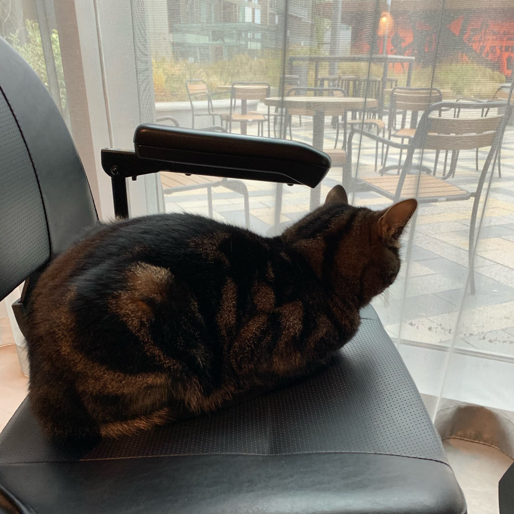 a chonky cat with a chocolate swirl coat sits on the chair of a moblity scooter