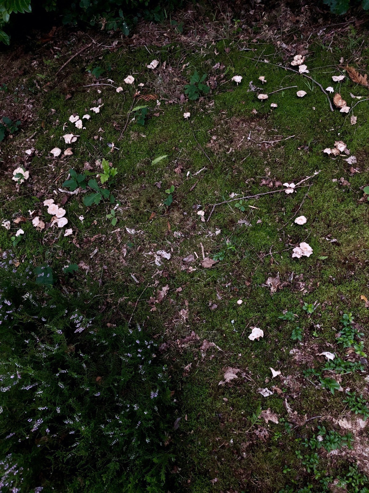Ring of mushrooms