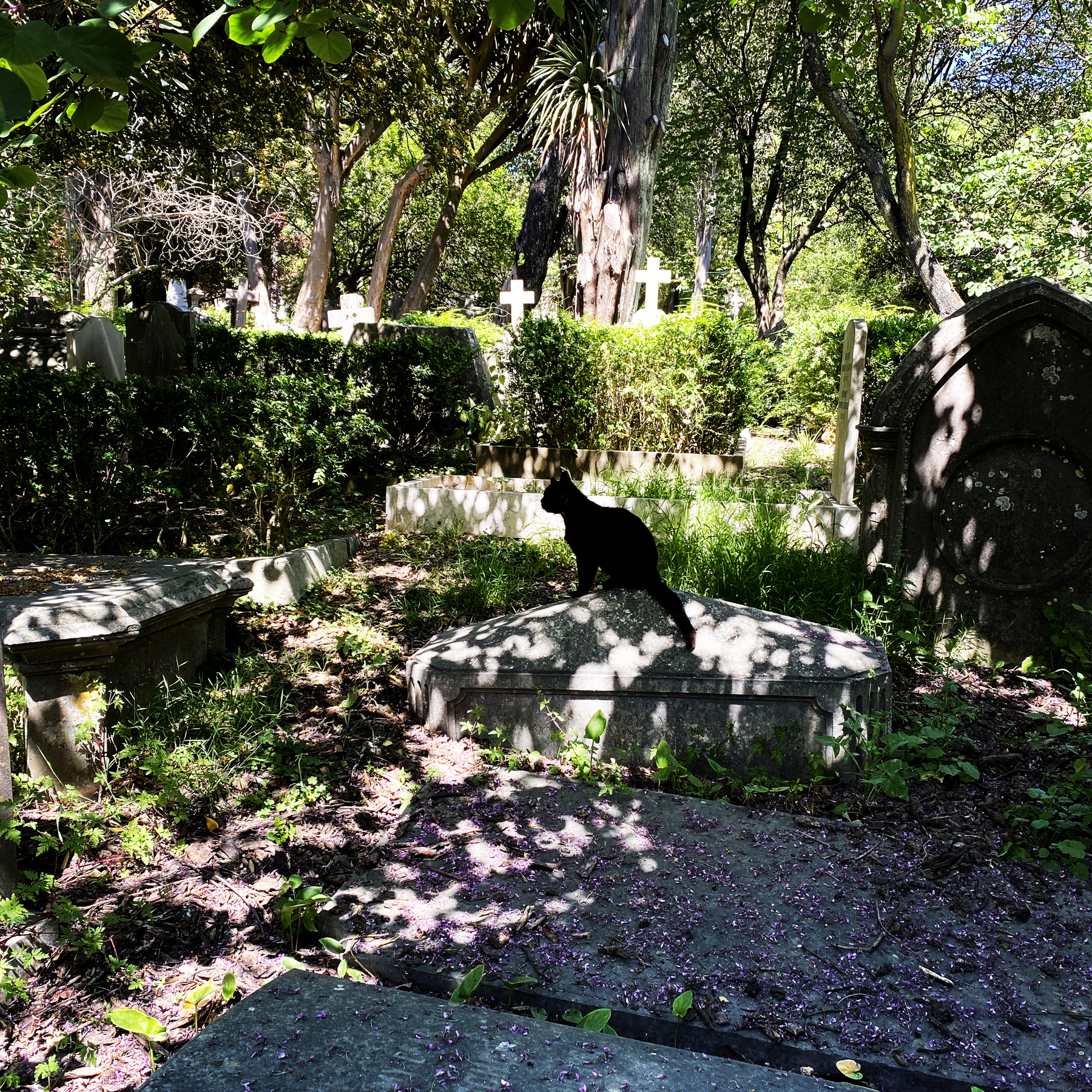 Black cat seated on gravestone in a shady cemetery