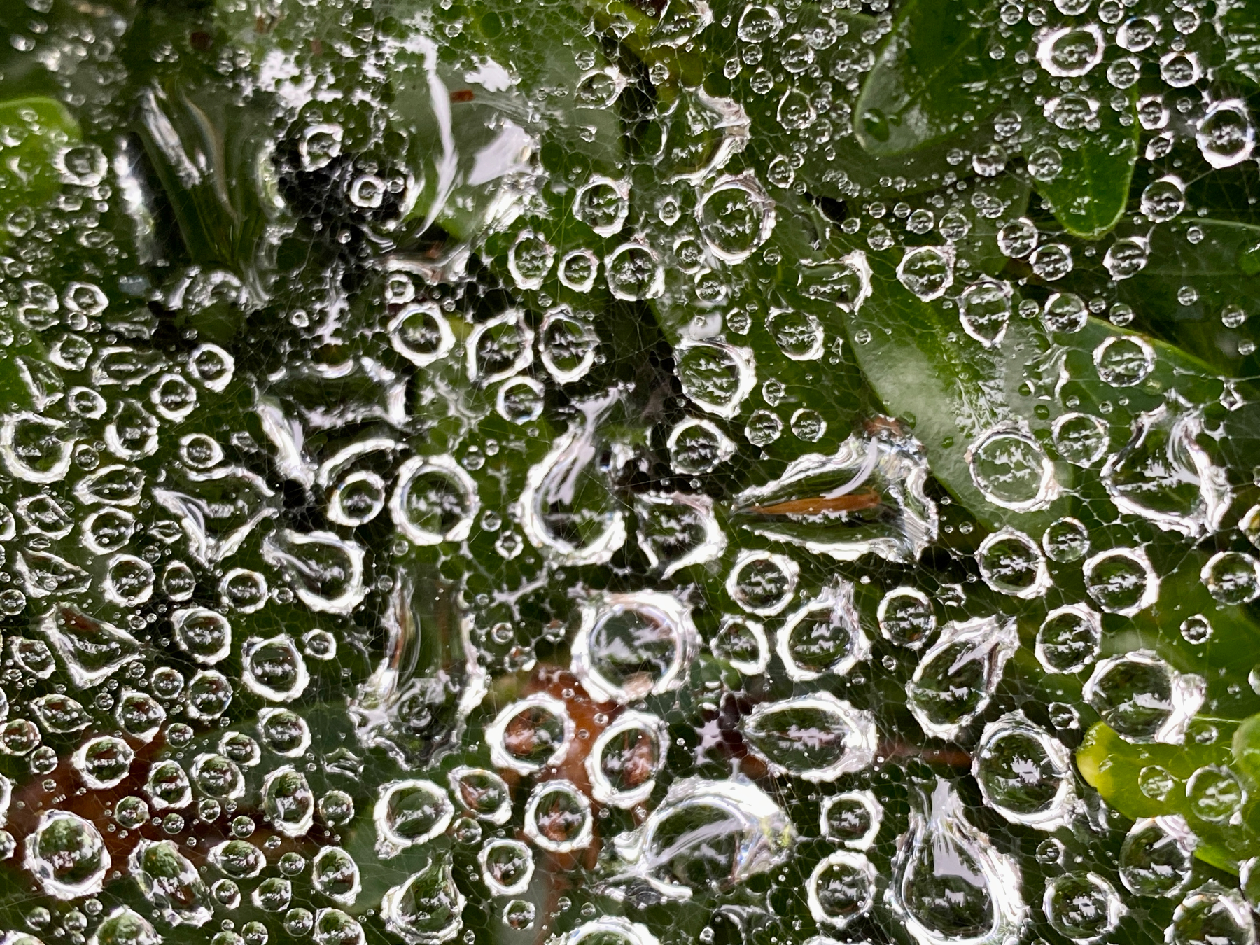 Macro image of irregularly shaped shining water droplets suspended on a spider web in front of barely visible foliage background