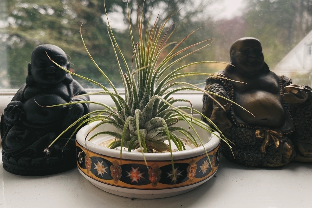 Spiky air plant in a small ashtray between two seated Buddha stauettes