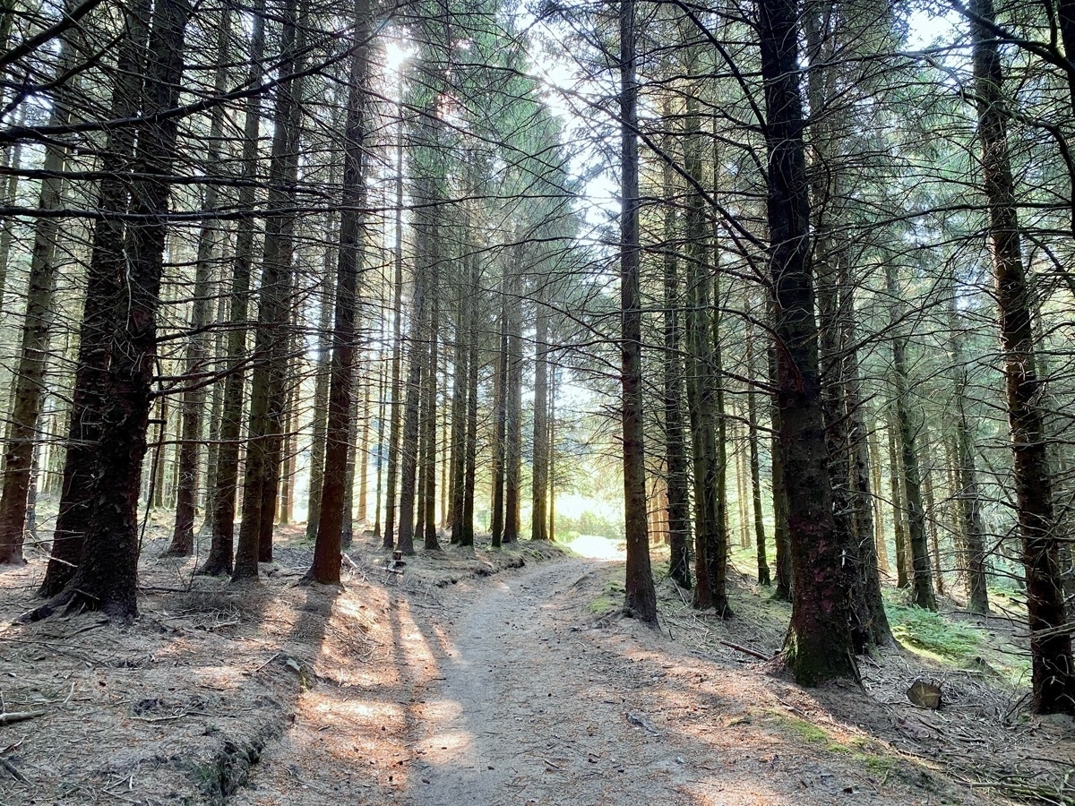 Broad dirt path through tall pine trees, sun streaming in from a low angle