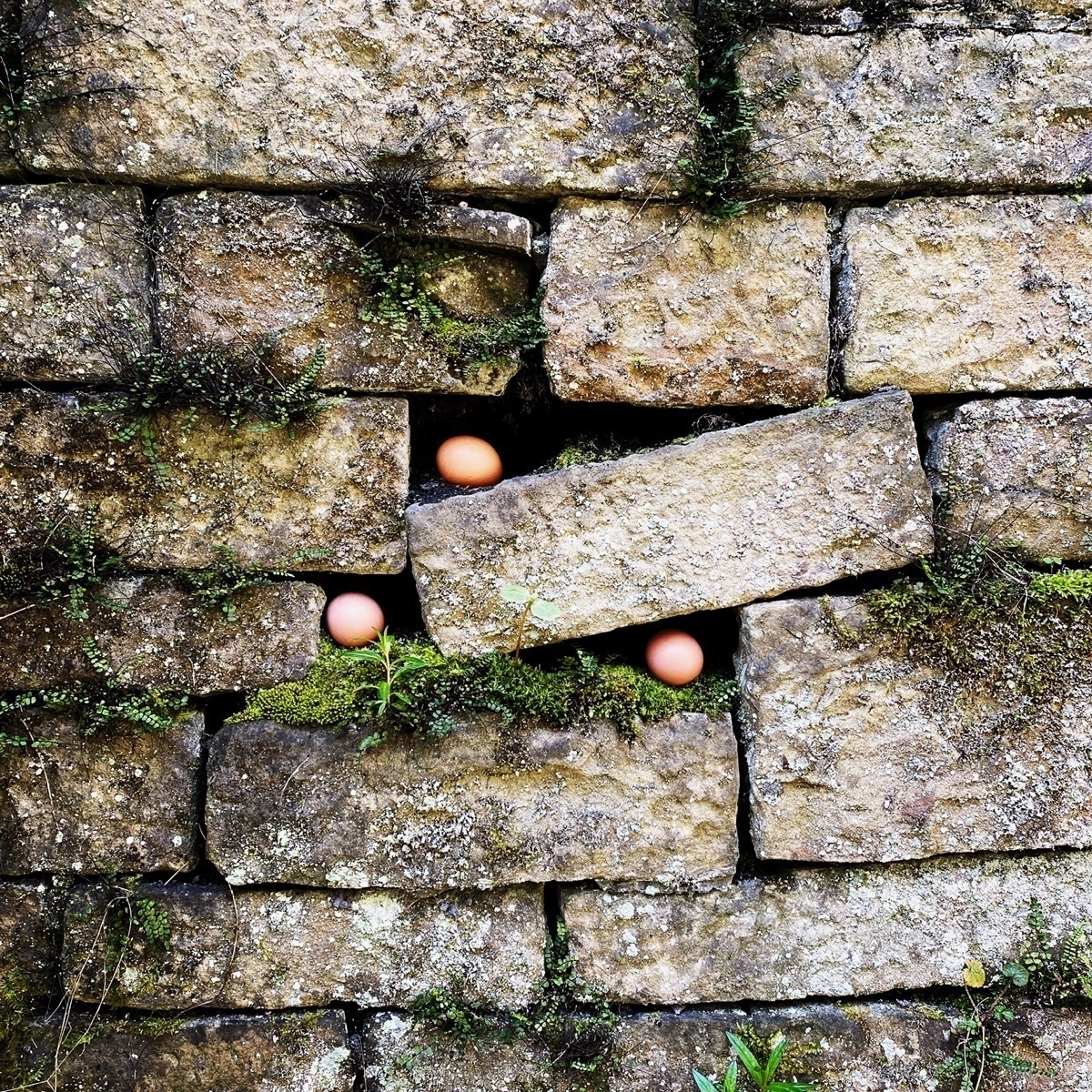 Three eggs secreted in the gaps in a brick wall