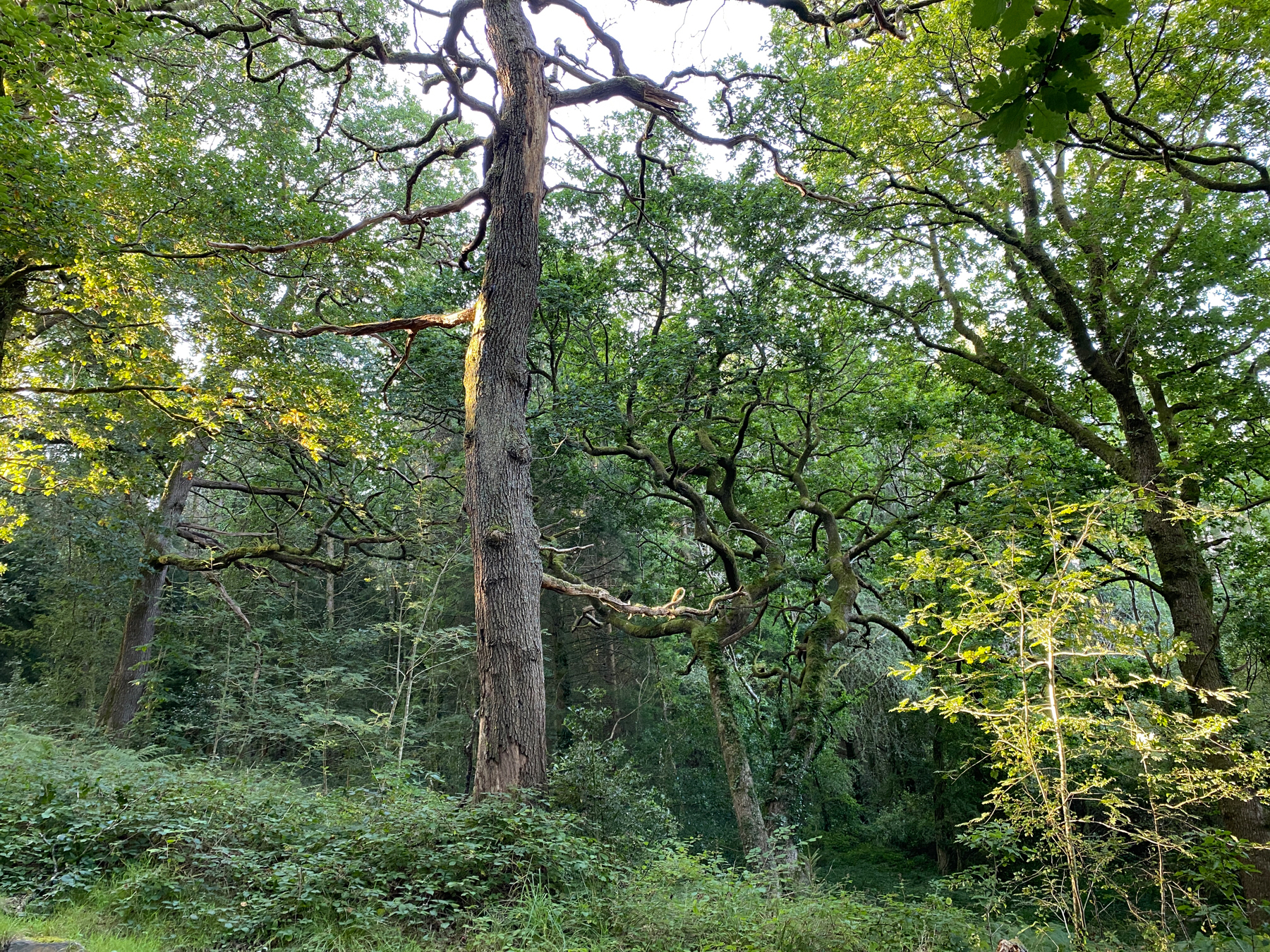 Deciduous forestscape with central bare branching oak trunk surrounded by greenery, early morning sunlight illuminating the scene from low on the left