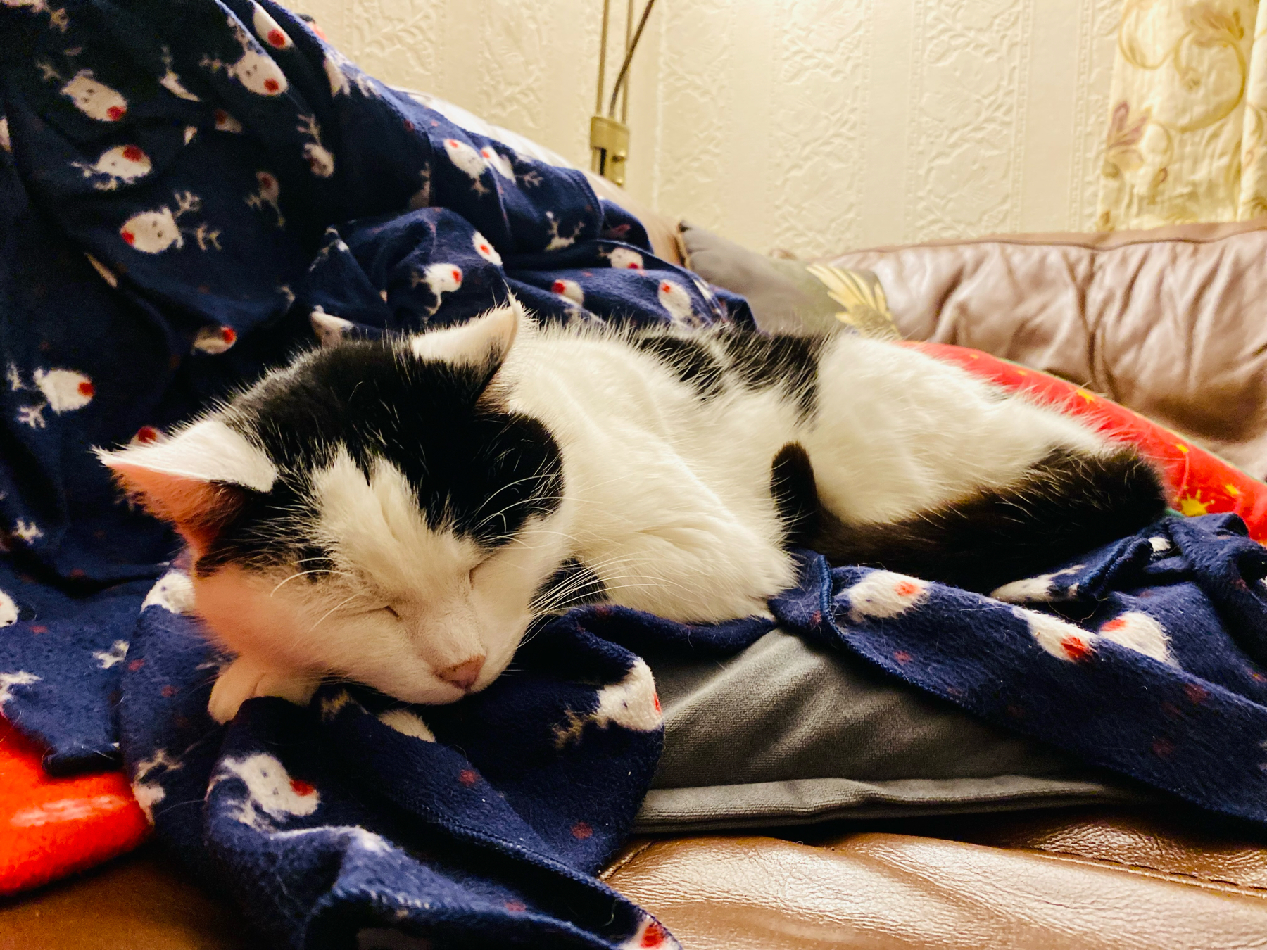 A black and white cat sleeping on a blue blanket with a reindeer pattern. The blanket is on a leather sofa against a patterned wallpaper background.