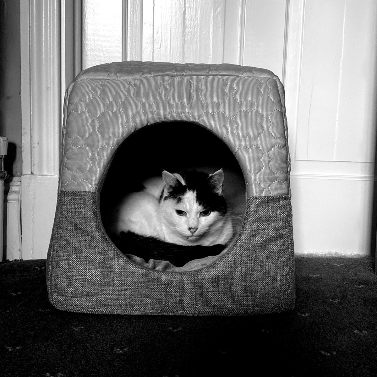 Monochrome image of black and white cat curled up in and looking out from an enclosed cat bed