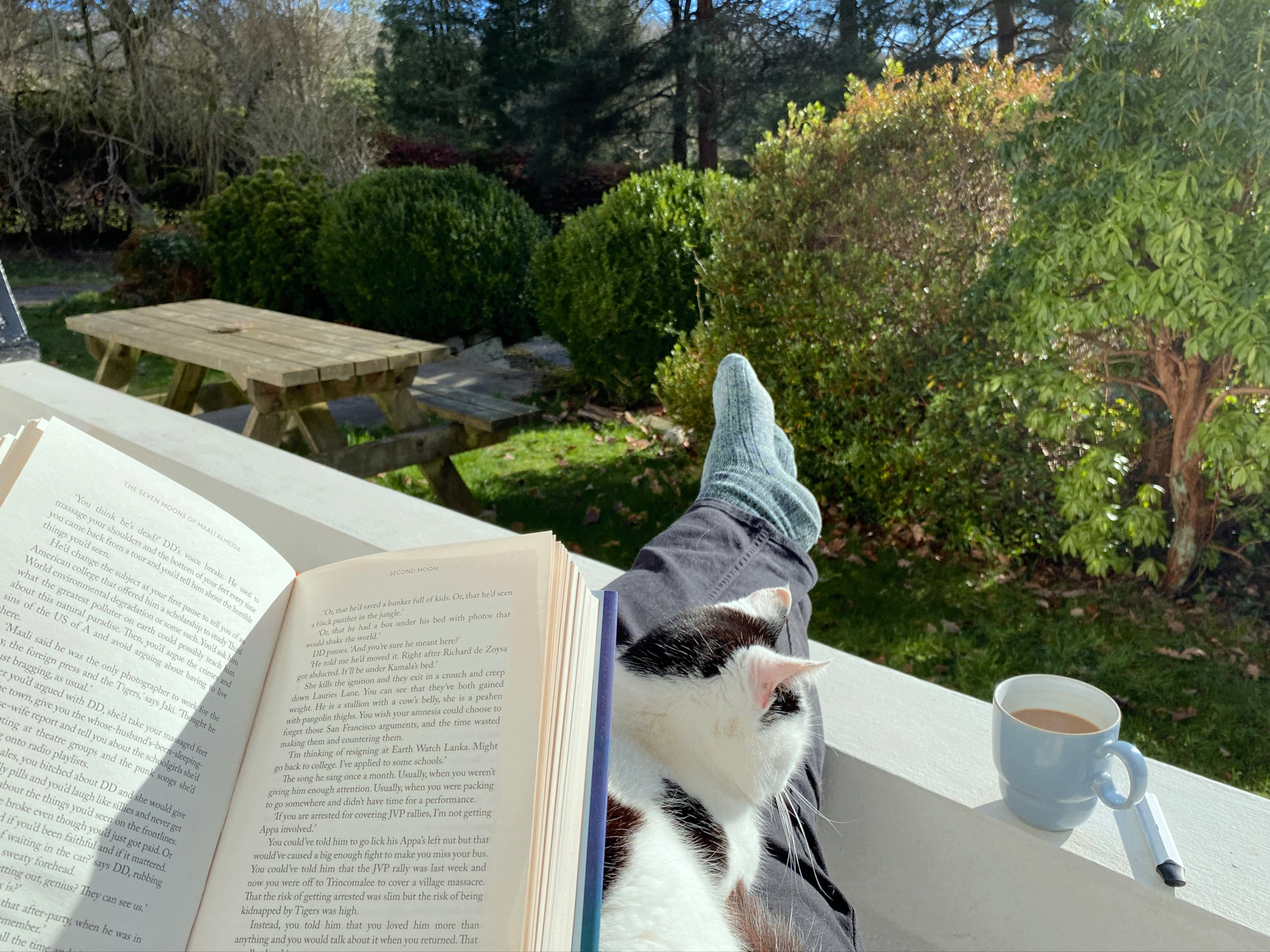 Open book, cat and coffee, sunny garden in the background