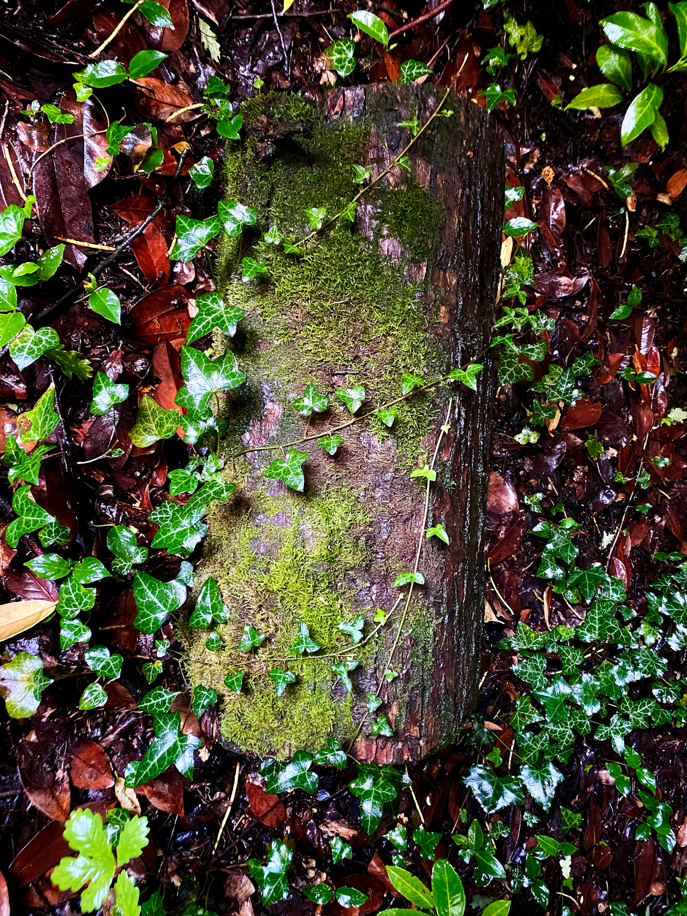 Mossy log in undergrowth with ivy starting to grow over and around it