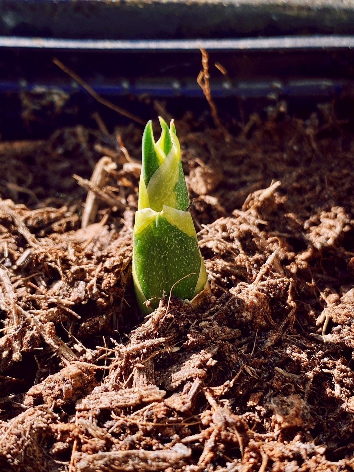 Small green plant shoot poking through soil