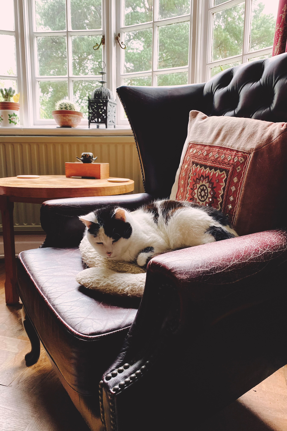 Black and white cat curled up on a cushion on an armchair. Windows in background with no sunshine evident!