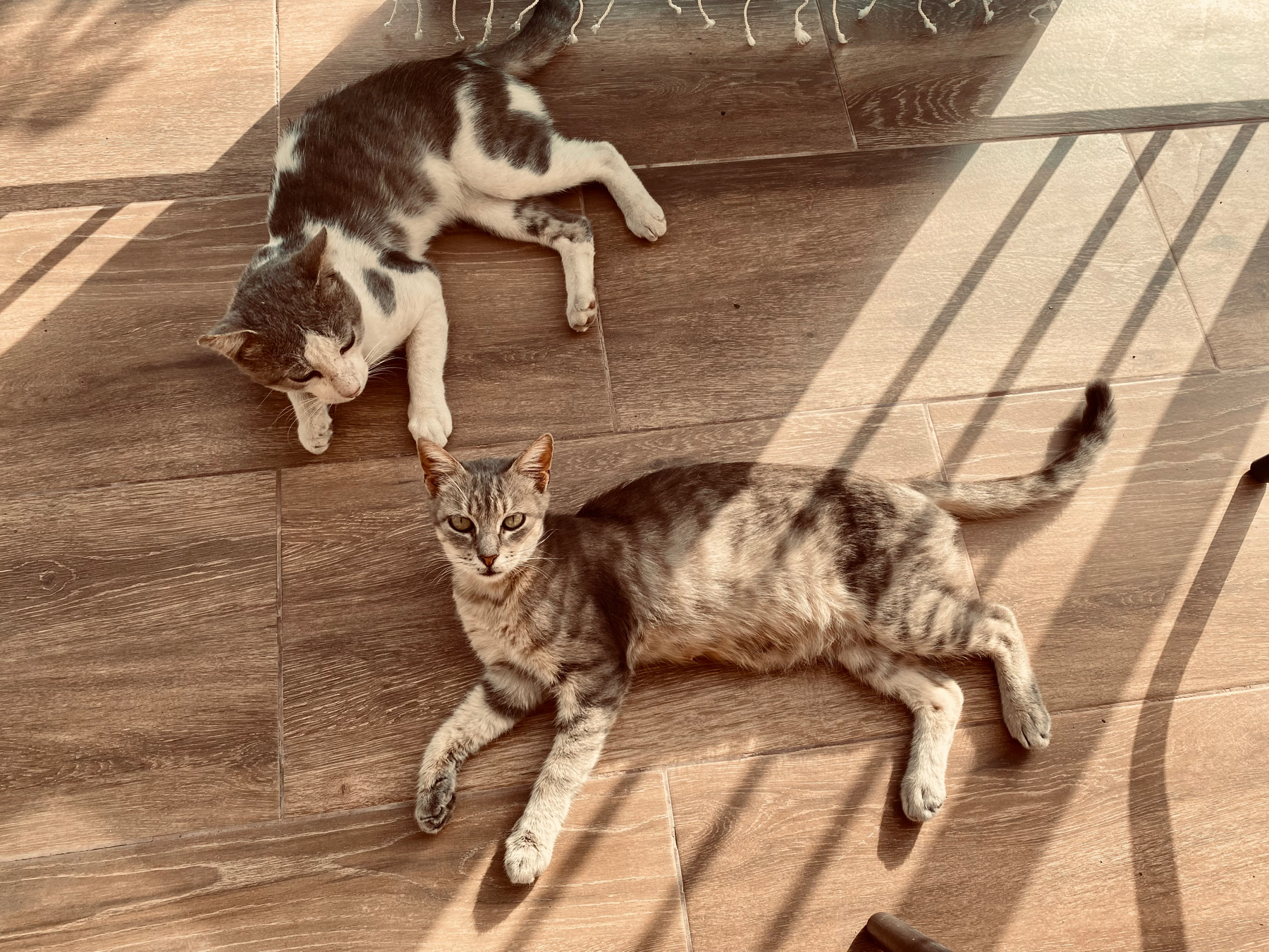 A tabby and a gray and white cat sprawled on a stone floor in sunlight and shadow