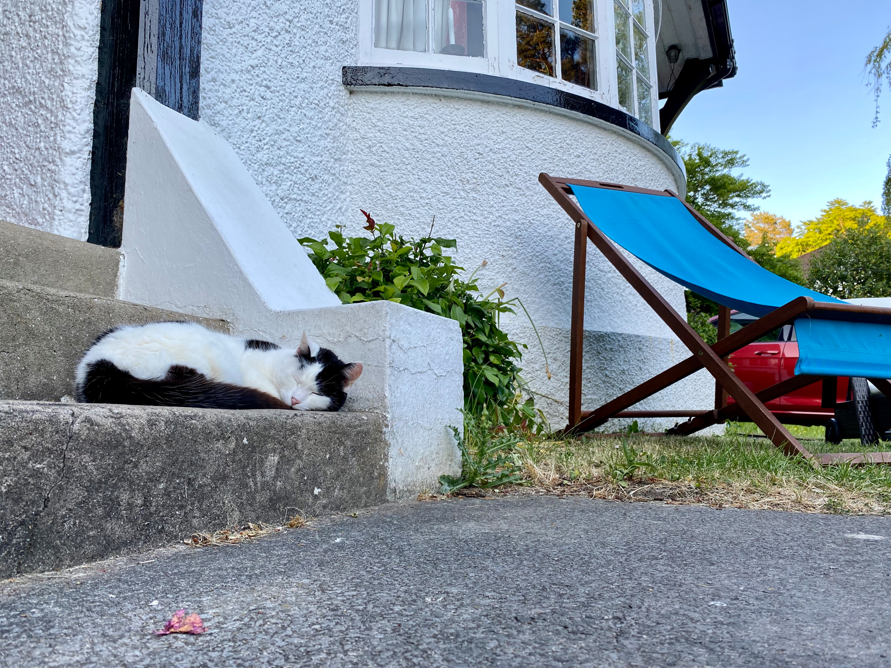 Black and white cat sleeping on concrete steps next to a deckchair 