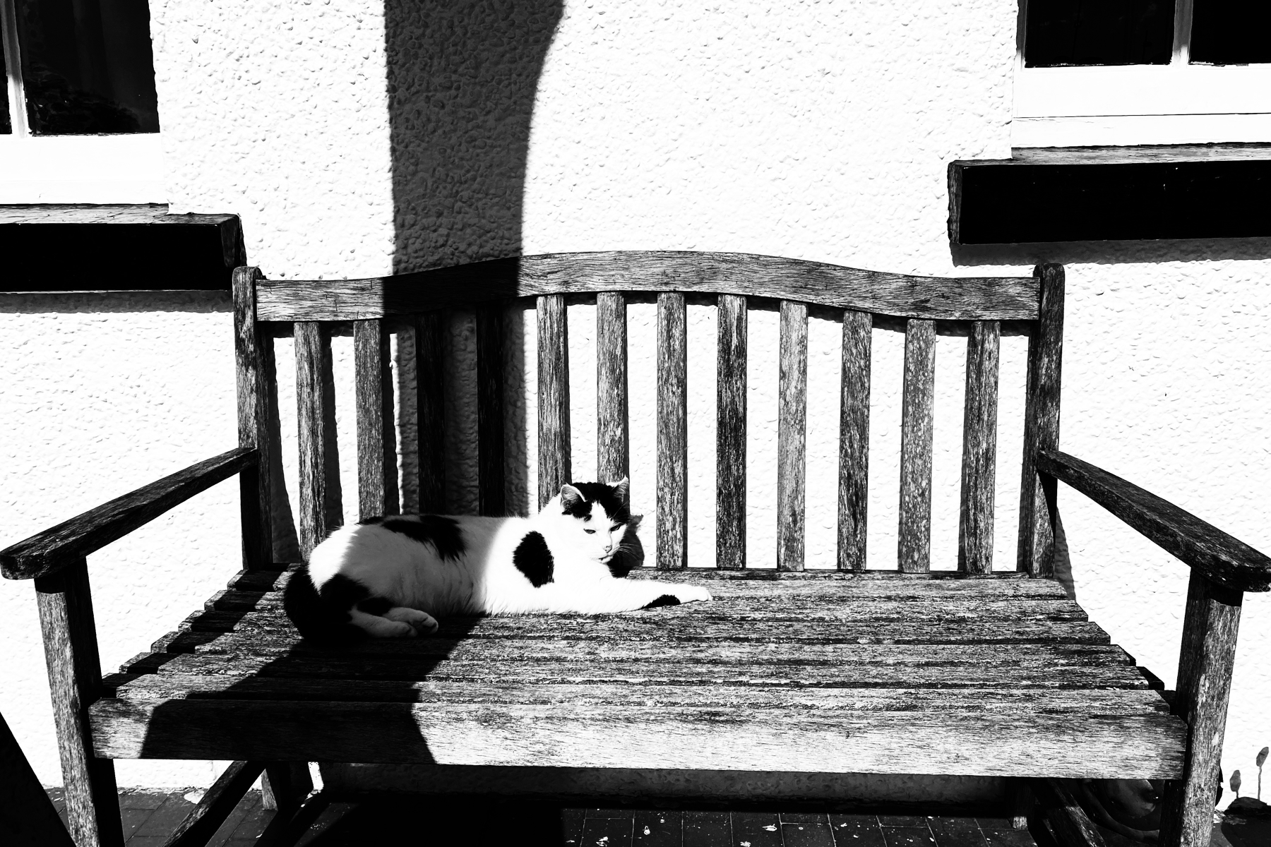 Black and white cat on a wooden bench