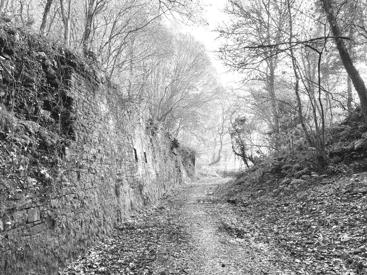 Monochrome, pathway leading through trees with tall stone wall to the left