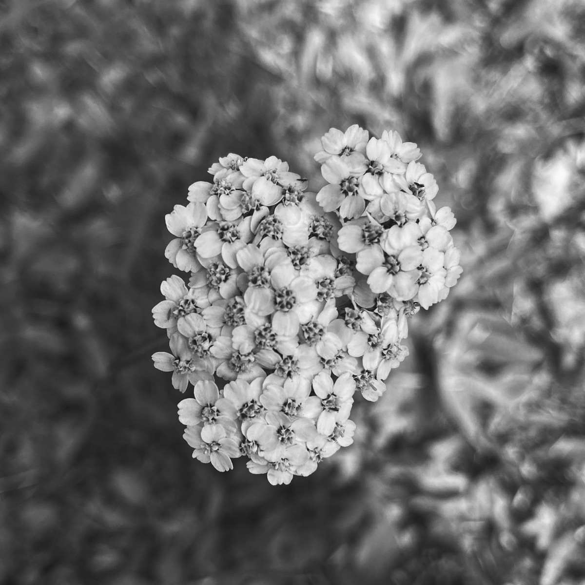Black and white close up of small white yarrow flowers