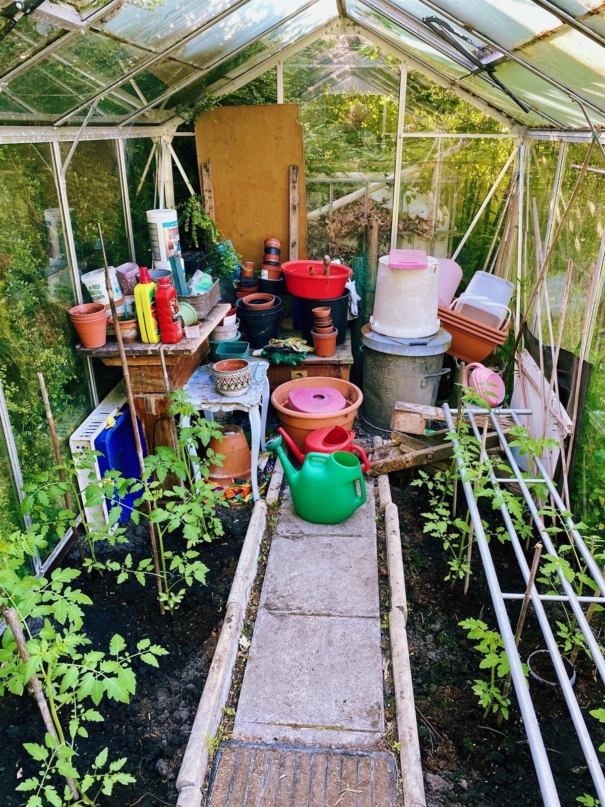 Inside a small untidy greenhouse, young tomato plants growing on either side of central stone path