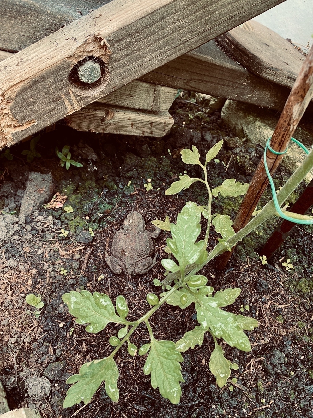 Toad on soil under the leaves of a tomato plant