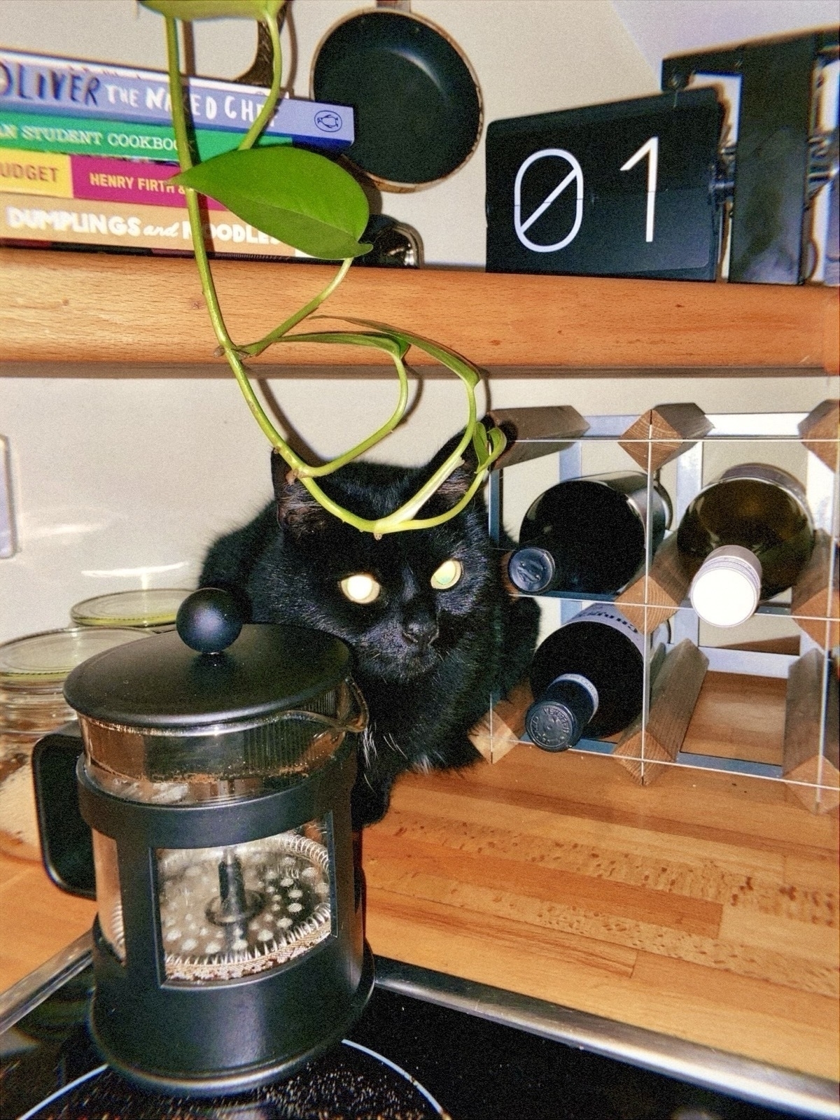 Black cat crouched on a kitchen worktop in a corner under a shelf and next to a wine rack