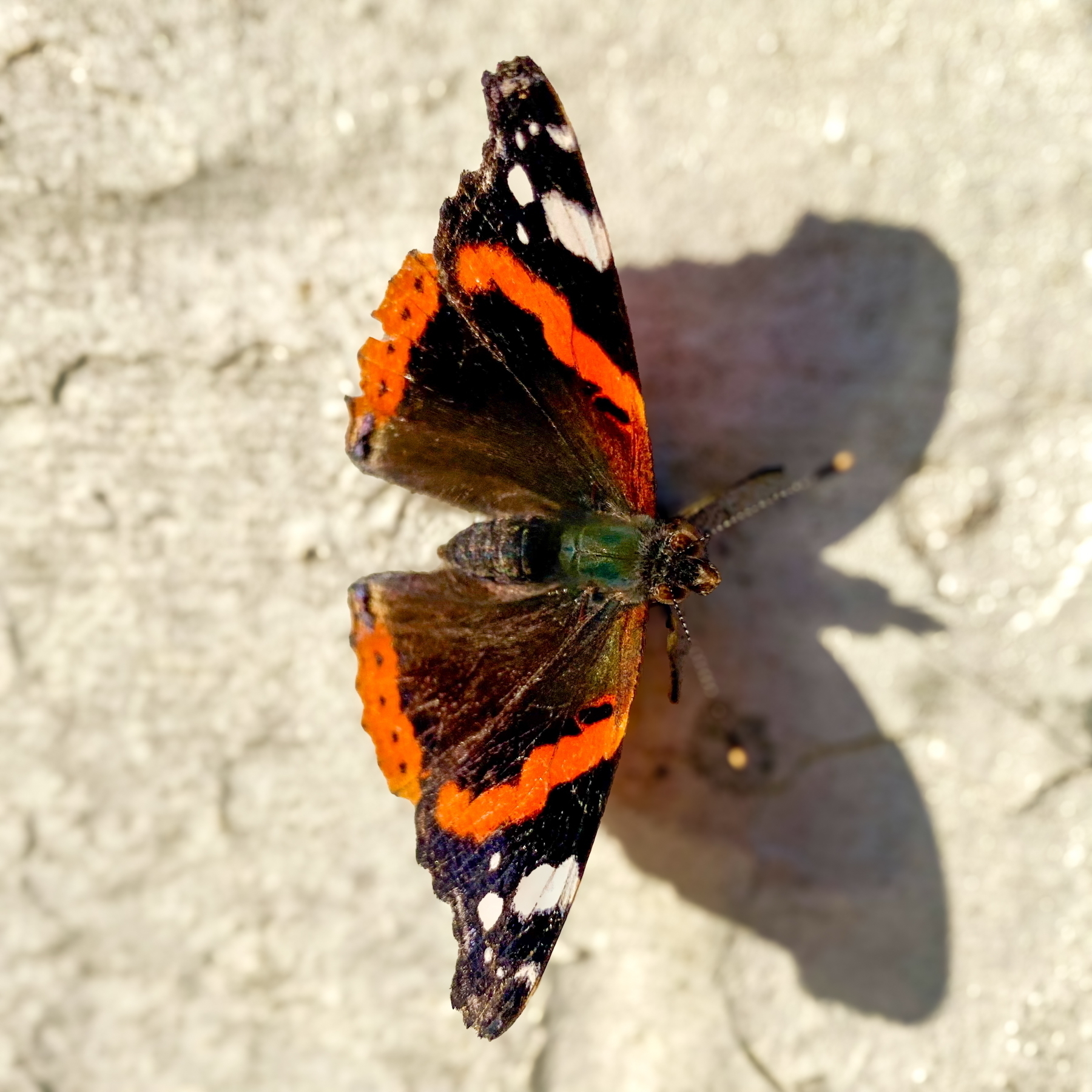 A Red Admiral butterfly with vibrant orange and black markings on its wings, resting on a textured surface.