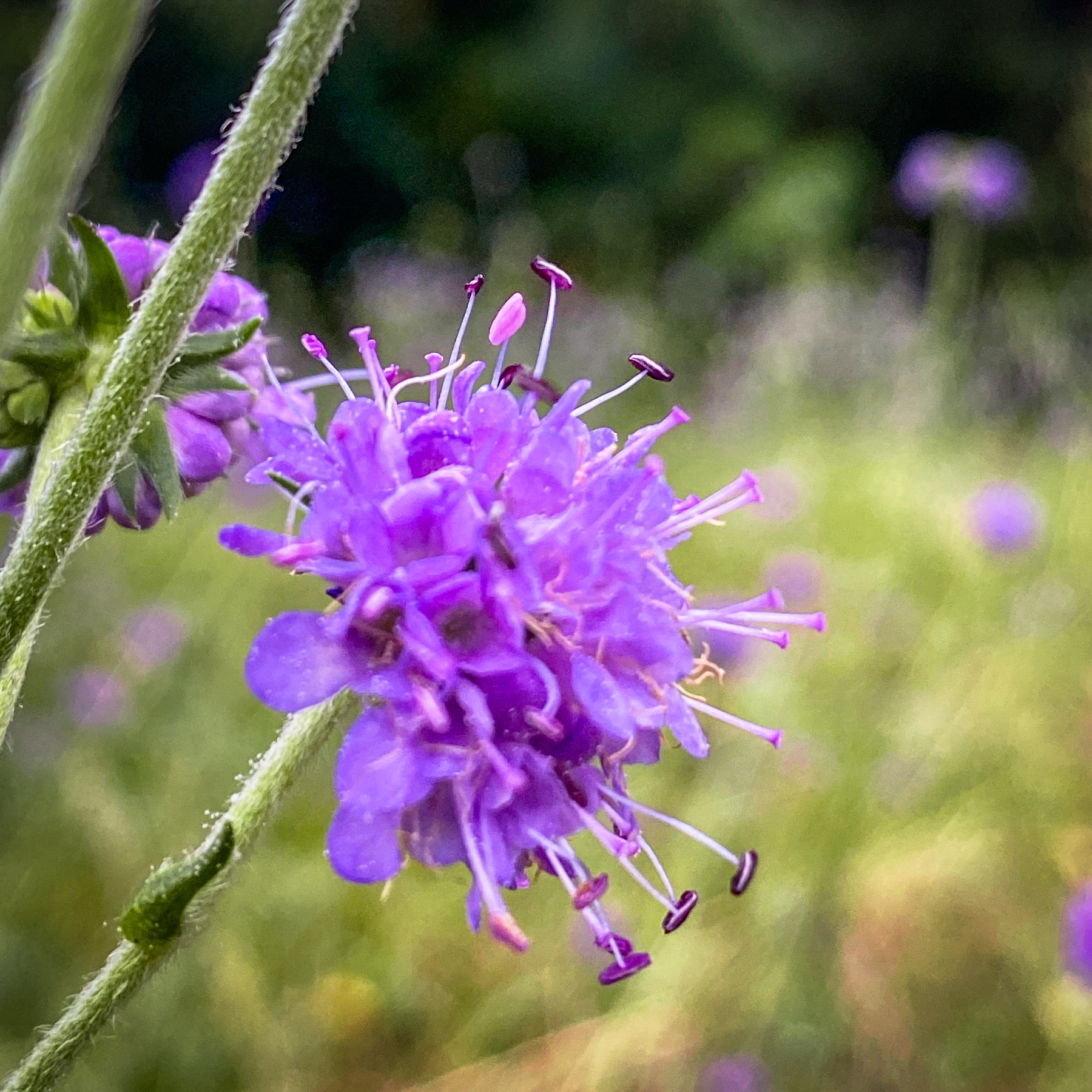 Close-up of a purple scabiosa flower with delicate petals and long stamens, set against a blurred green background.